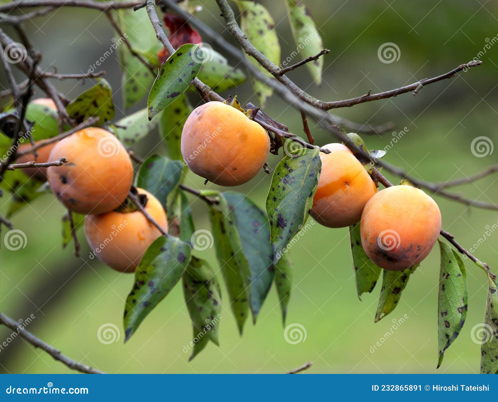 Kaki or Japanese Persimmon on a Tree in Tokyo Stock Image - Image of tokyo,  tokyojapan: 232865891