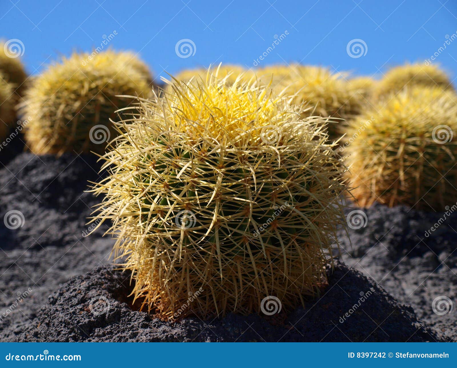 Kaktus stock photo. Image of kaktus, plants, yellow, rounded 8397242