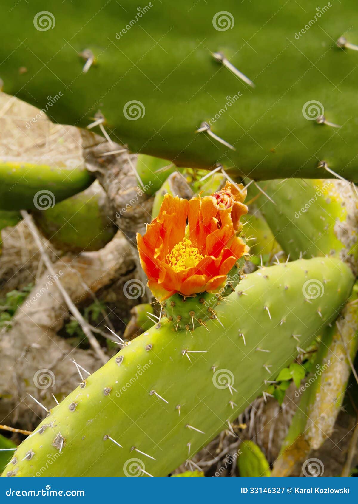 Kaktus auf La Palma. Kaktus mit Blume auf dem Insel La Palma, Kanarische Inseln, Spanien