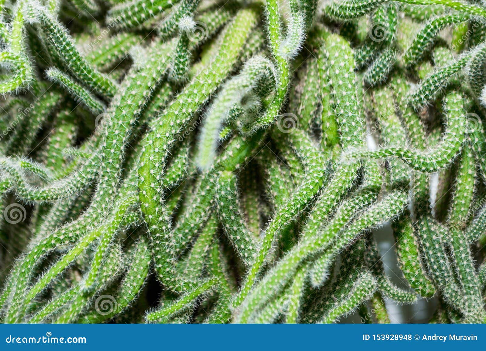 Kaktus stockfoto. Bild von botanisch, nave, wüste, hintergrund ...