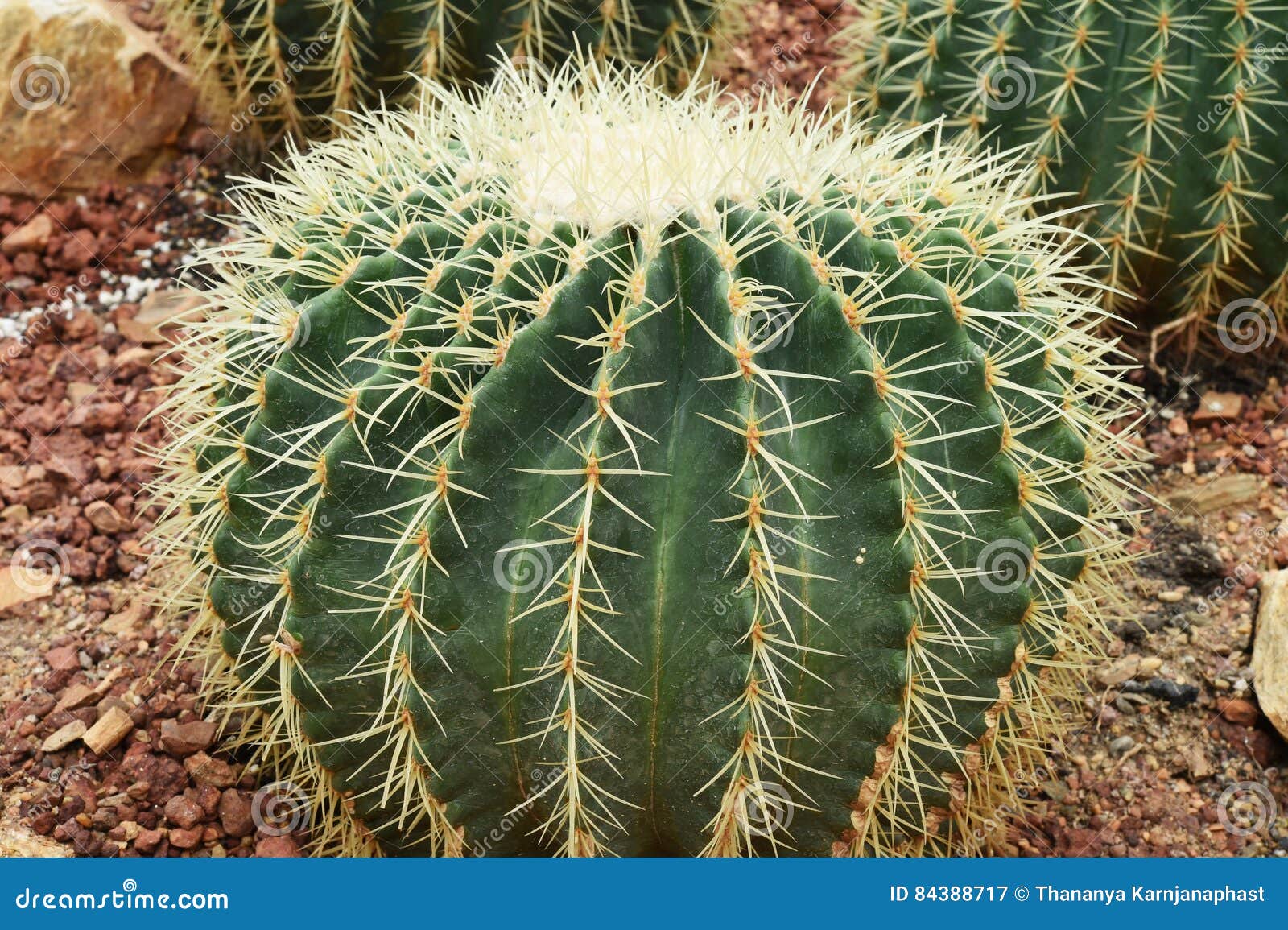 Kaktus in Der Wüste, Kaktus Natur Grünhintergrund Stockbild   Bild ...