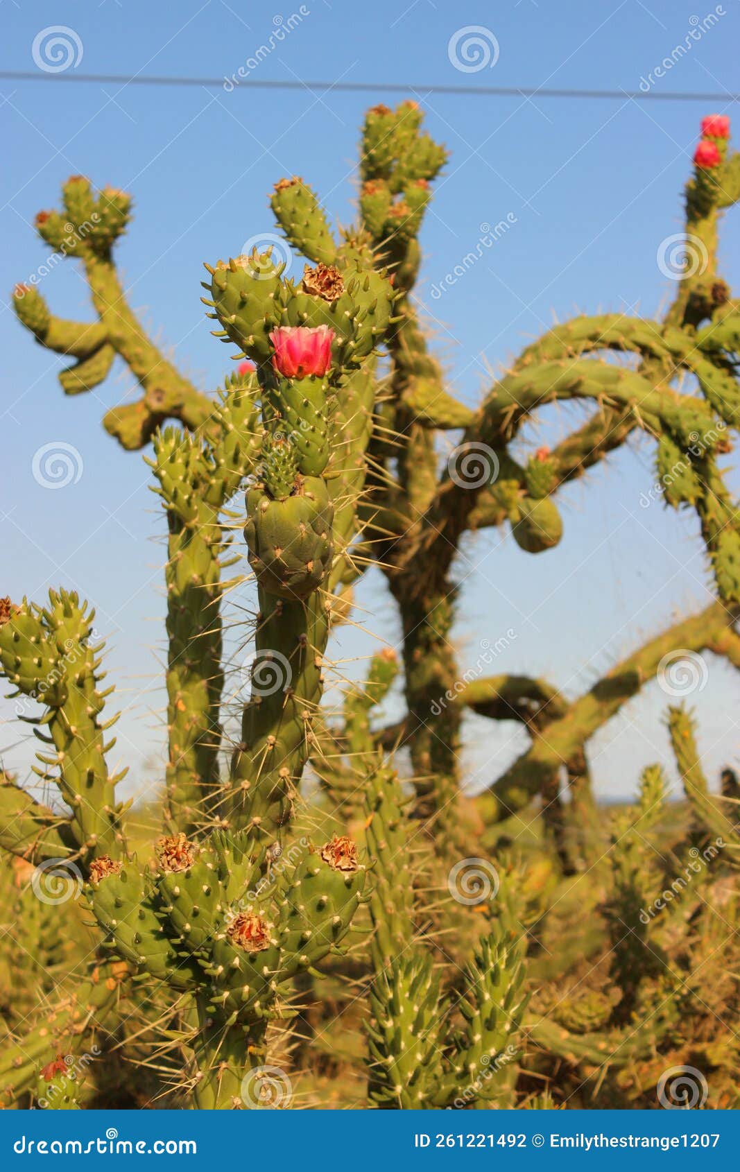 kaktus flower on tree spanien  alicante