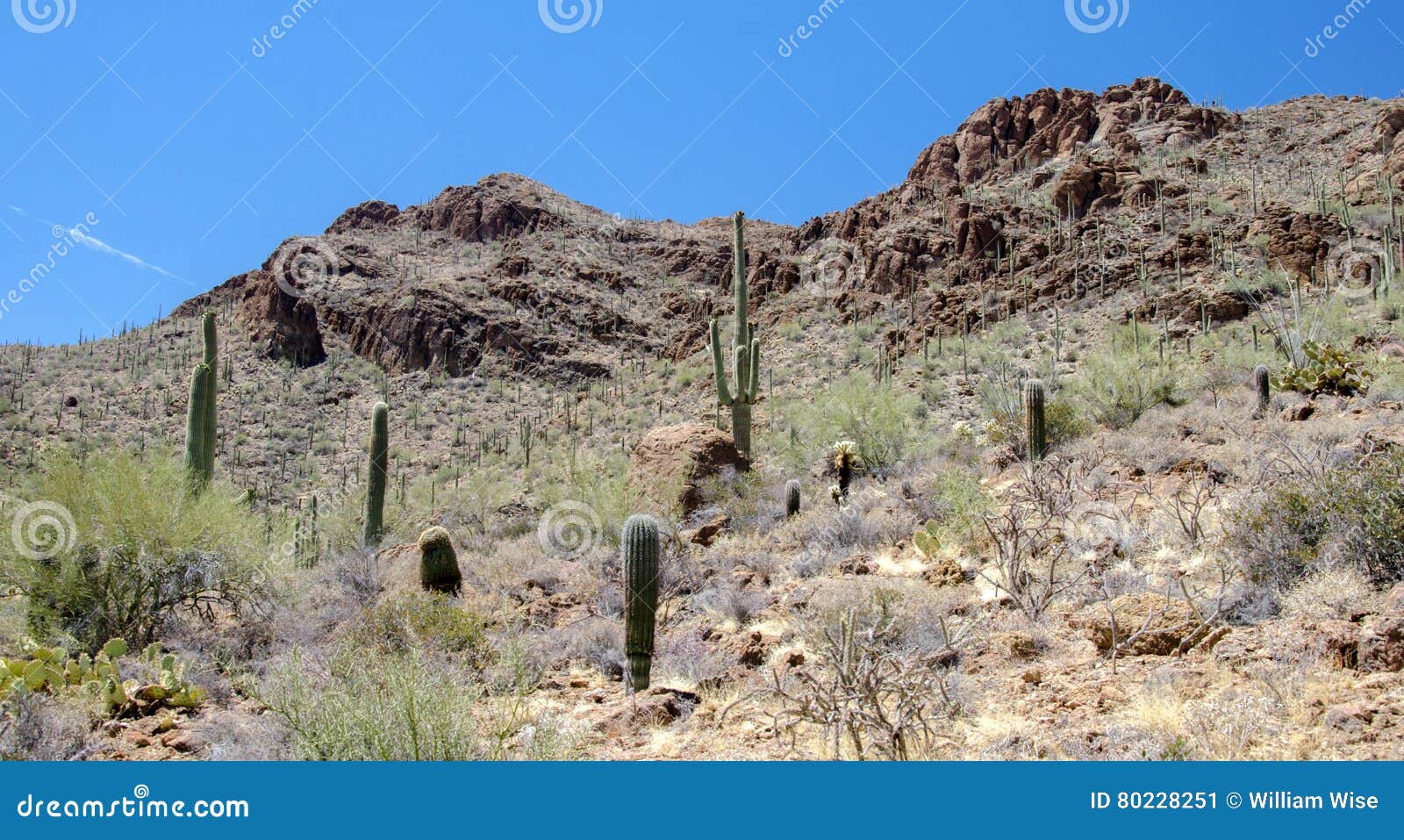 Kaktus för portpasserandeTucson Arizona Saguaro. Portar passerar slingan Tucson Arizona med den Saguarokaktus- och för för den Choya banhoppningkaktuns och trumman kaktuns