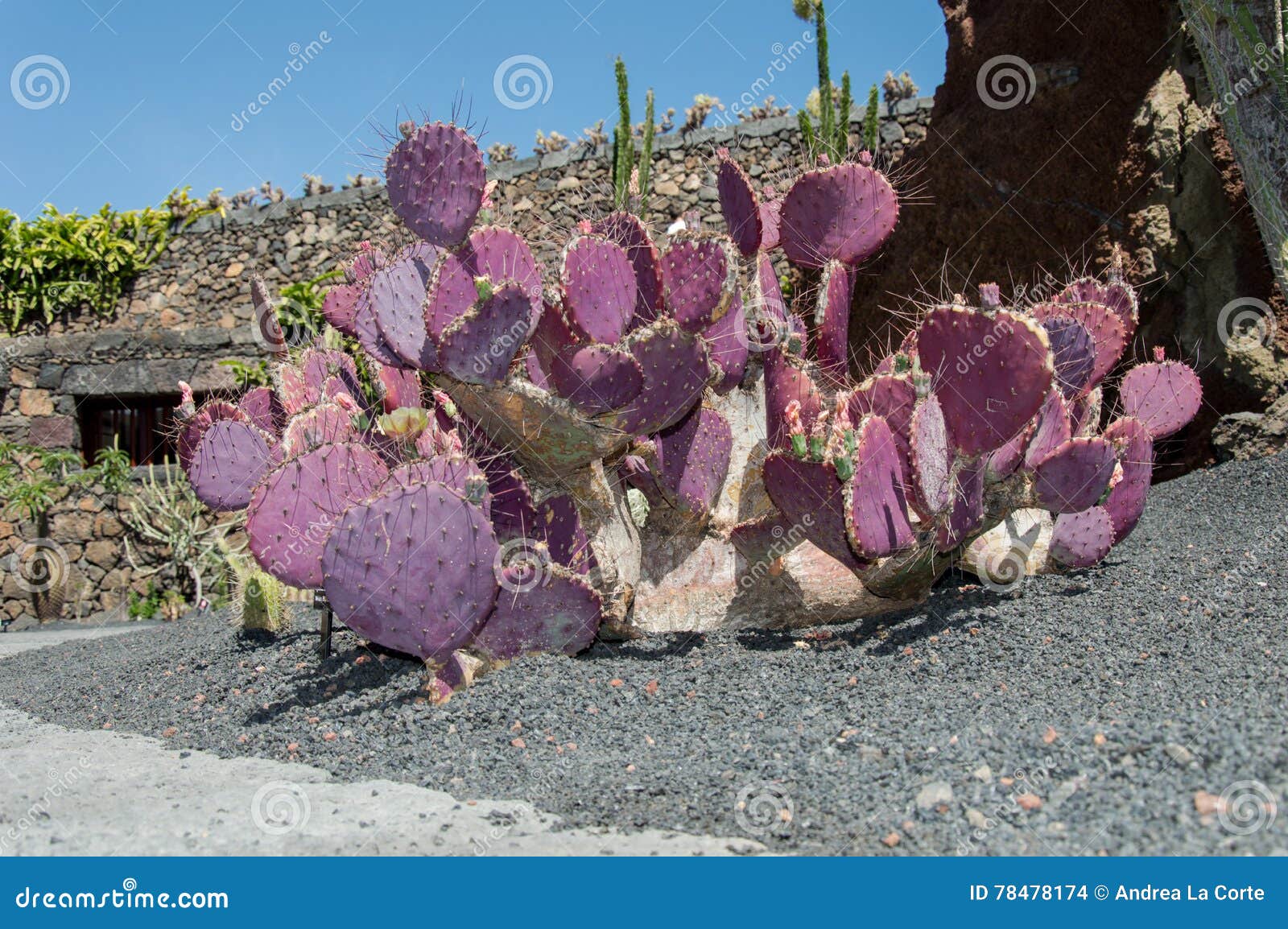 KaktusGarten, Lanzarote, Spanien Stockfoto Bild von kanarienvogel