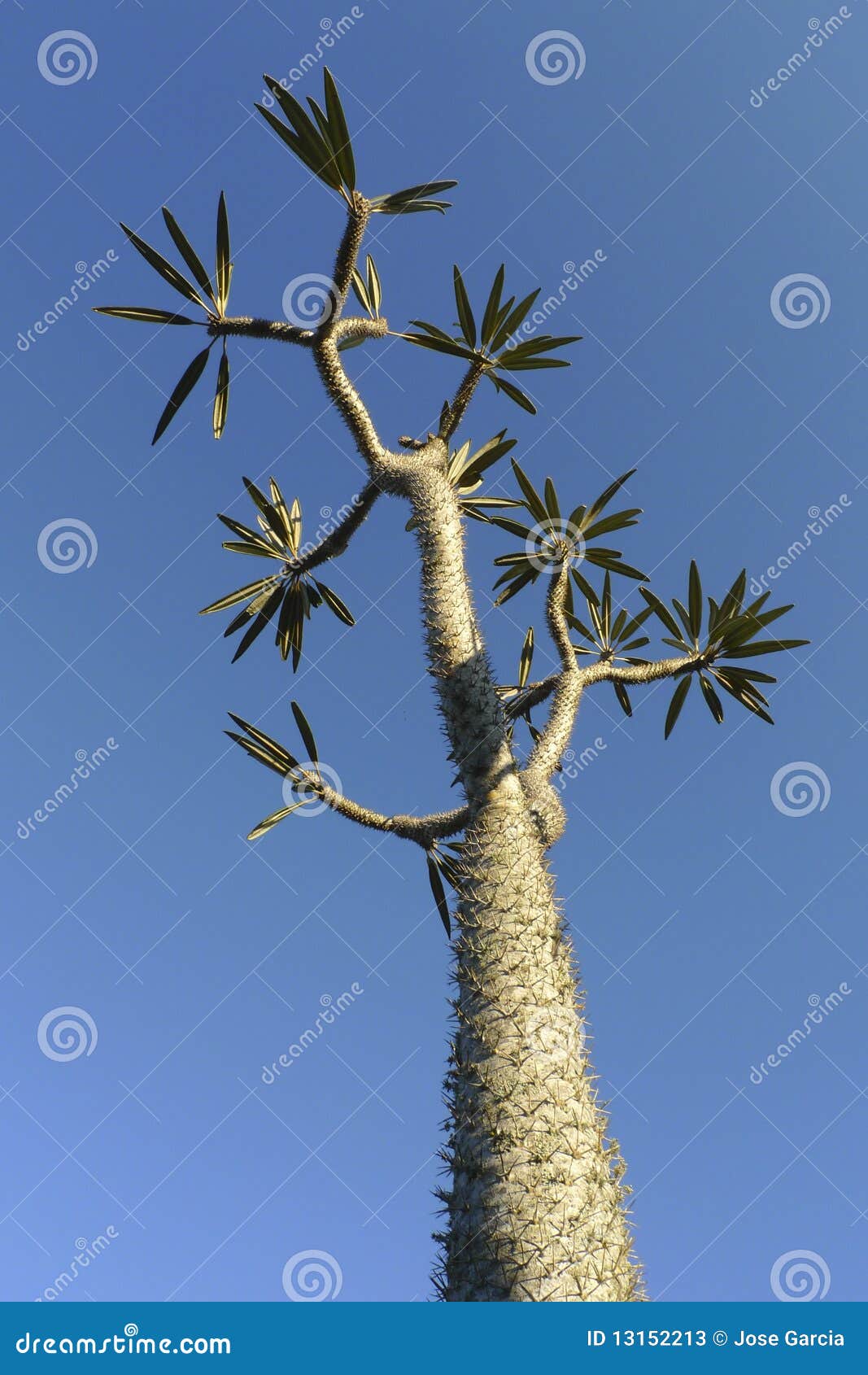 Kaktus (Pachypodium Geati) und blaue Himmel. Fuß groß 16 Pachypodium Geati Kaktuseingeborener nach Madagaskar.