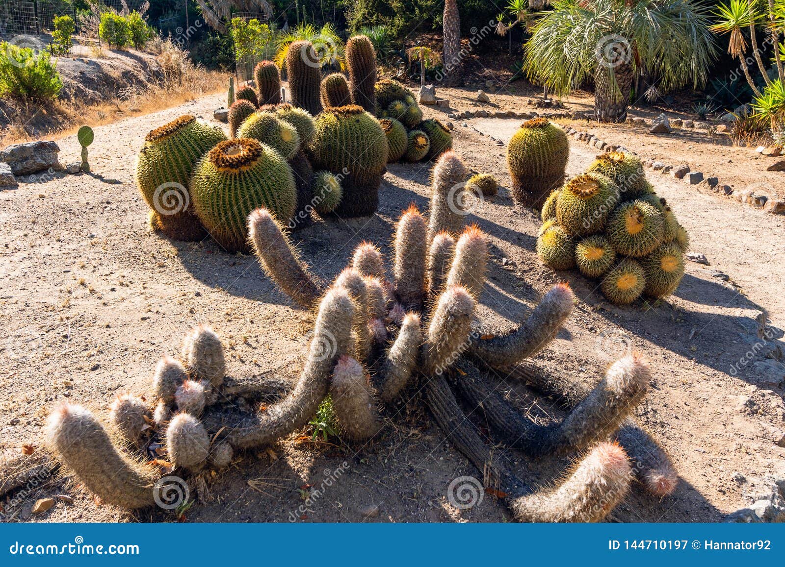 Kaktus Vielzahl Catalina Island Garden Kalifornien Stockbild