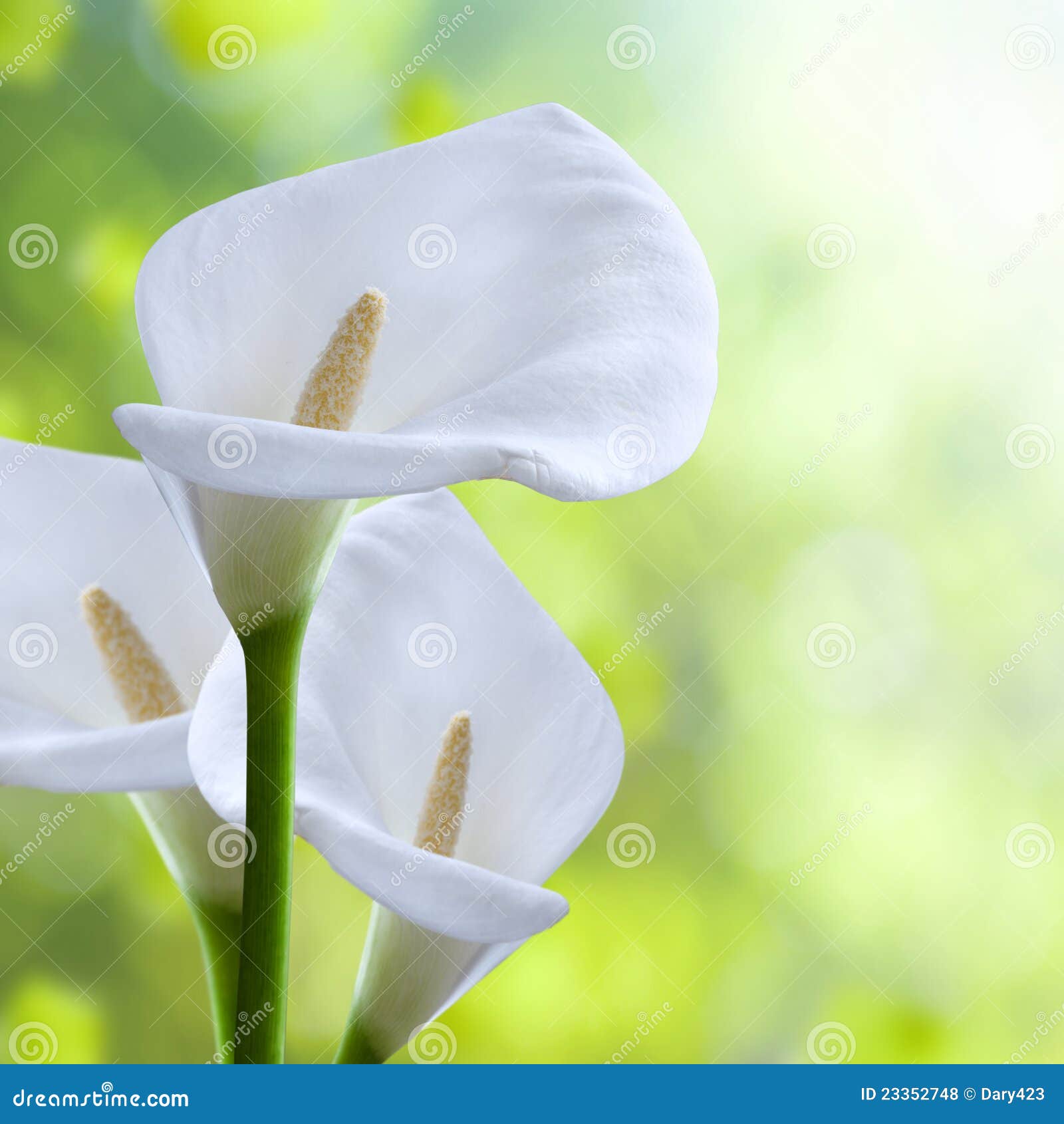 kala flower