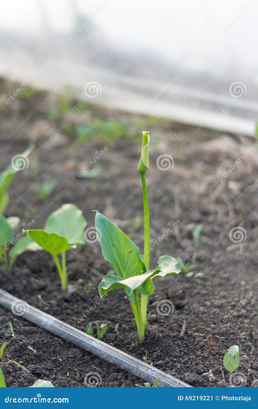 Kala Flower in the Greenhouse Stock Image Image of irrigation, leaves