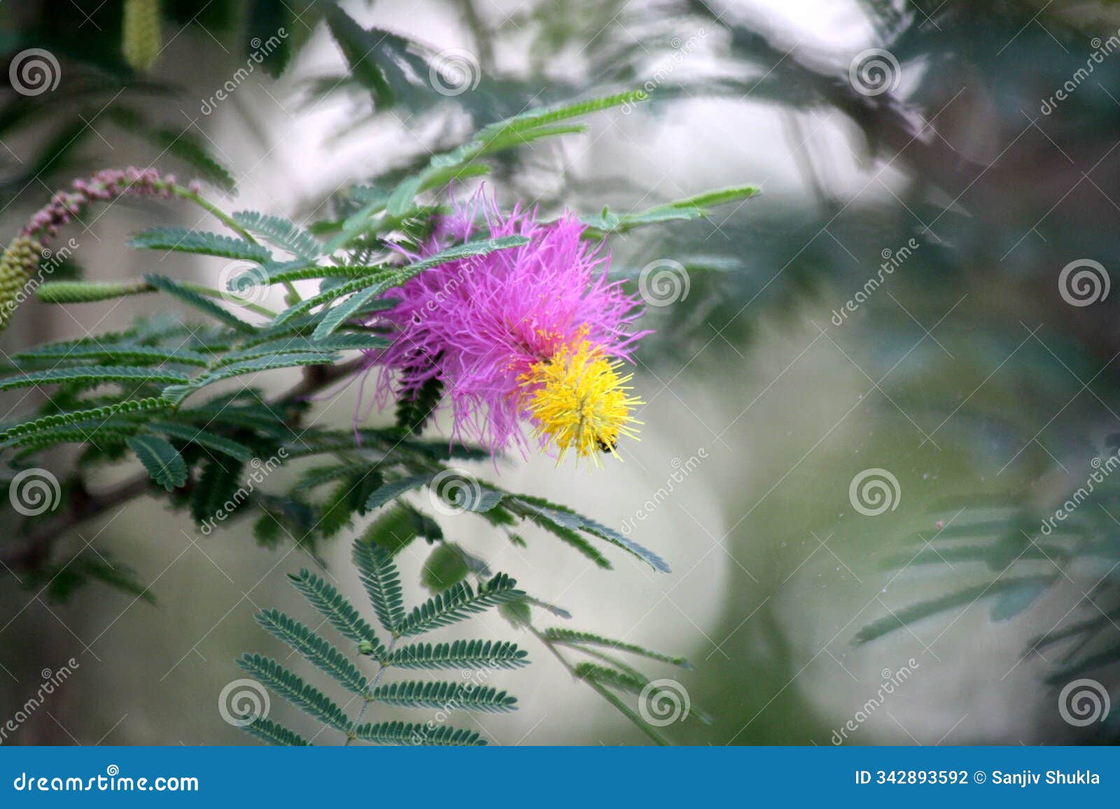 kalahari christmas tree (dichrostachys cinerea) with leaves, flowers and buds.