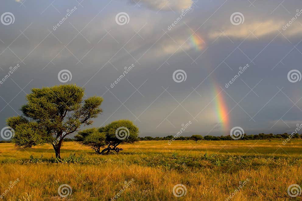 Kalahari Sunset and Rainbow Stock Image Image of grass, golden 15619789