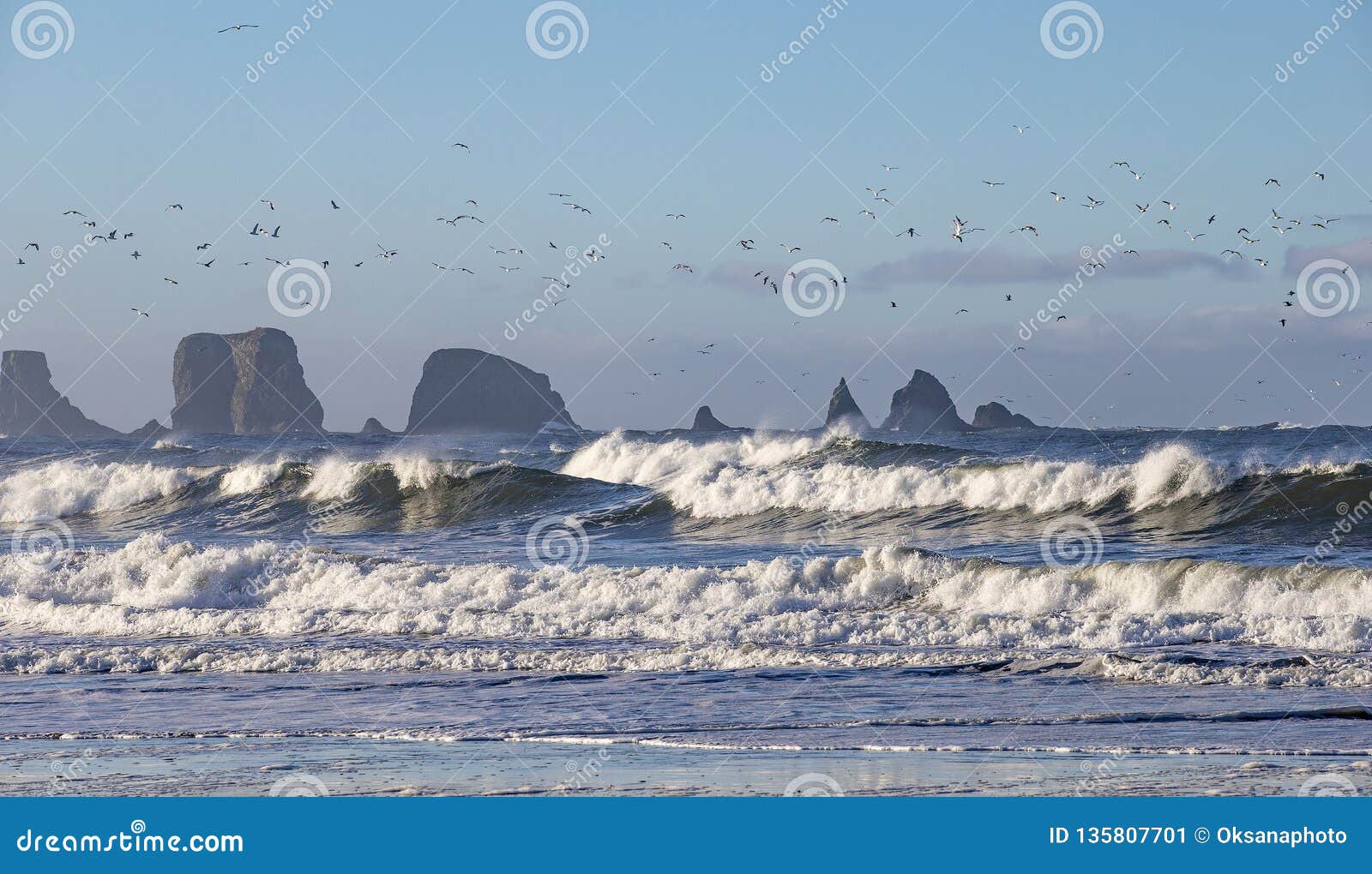 Kalaloch Beach, Olympic Peninsula, WA Stock Image Image of tourism, shoreline 135807701