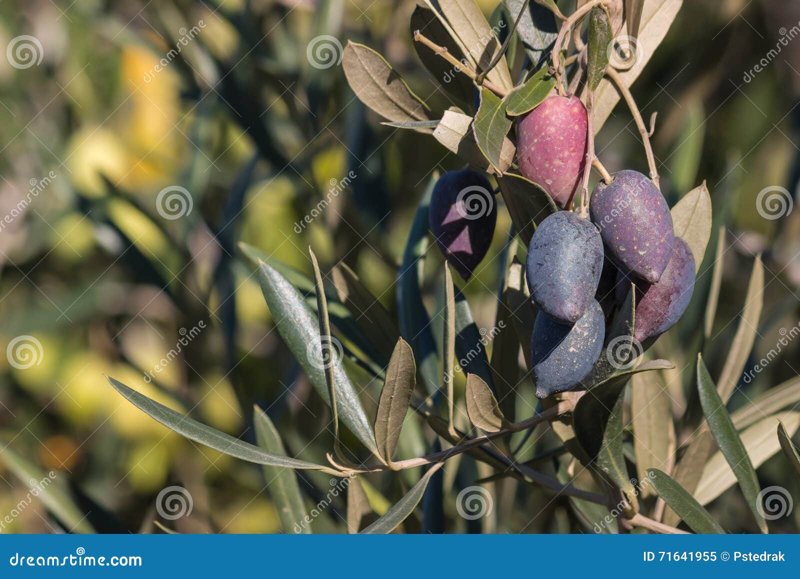 Kalamata Olives on Olive Tree Branch Stock Image Image of closeup, organic 71641955