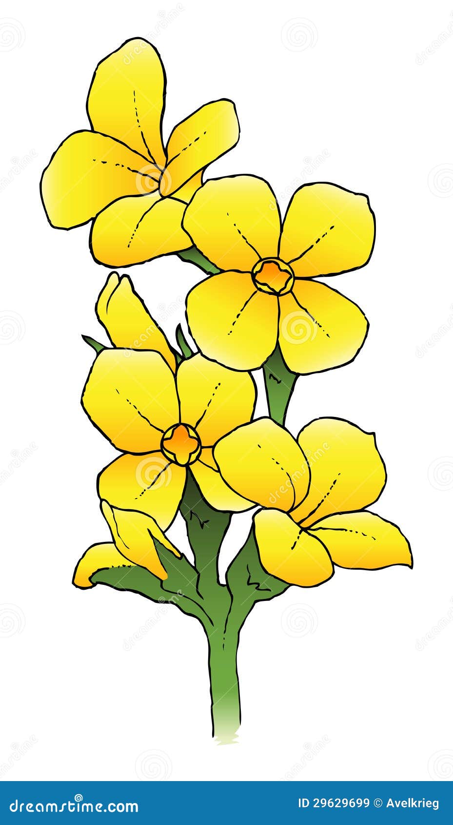 Каланхоэ растение рисунок
