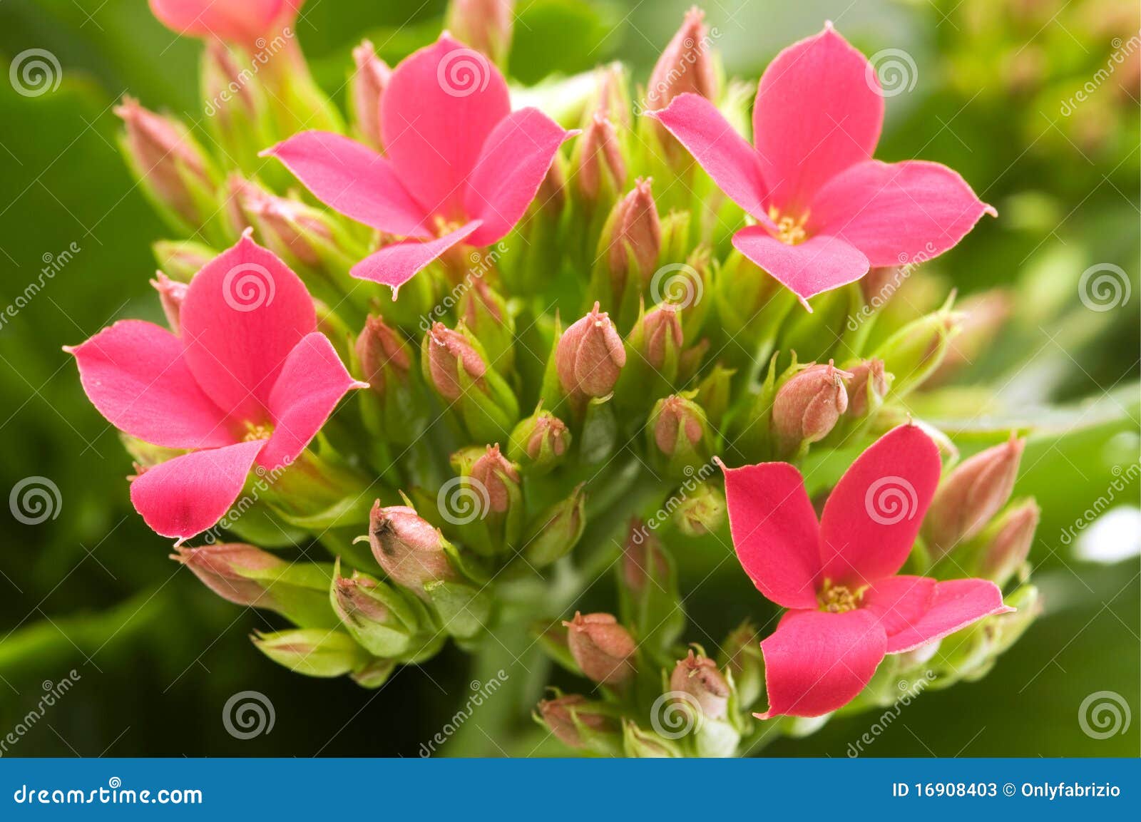 Kalanchoe Blossfeldiana Stock Photography 53255150
