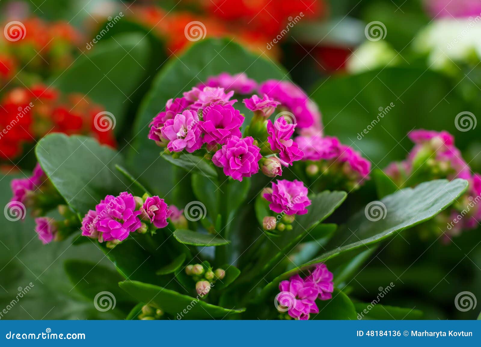 Kalanchoe Blumen. Schönes buntes Kalanchoe in einem Gewächshaus