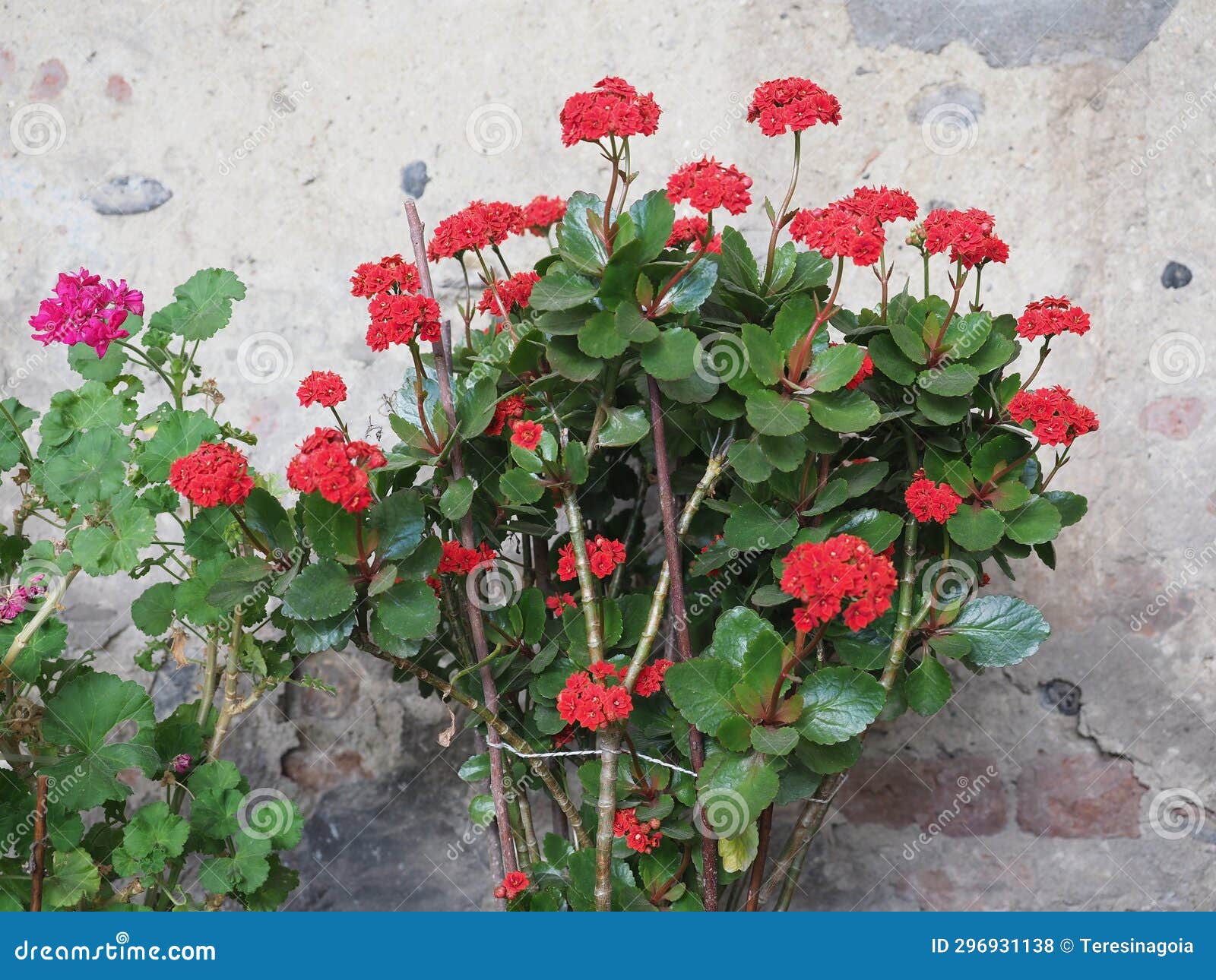 kalanchoe red flower scient. class. saxifragales crassulaceae