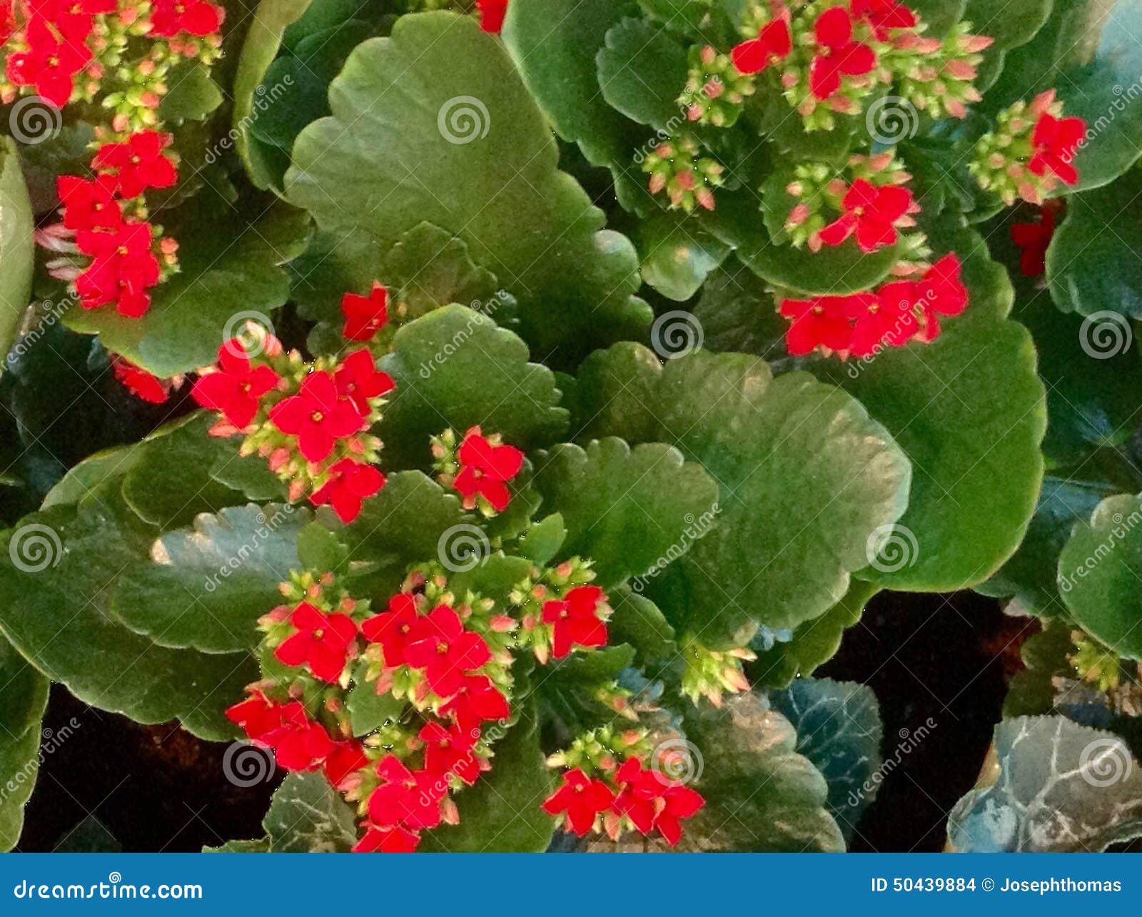 Kalanchoe Red Flower  Texture Stock Photo Image of happy 