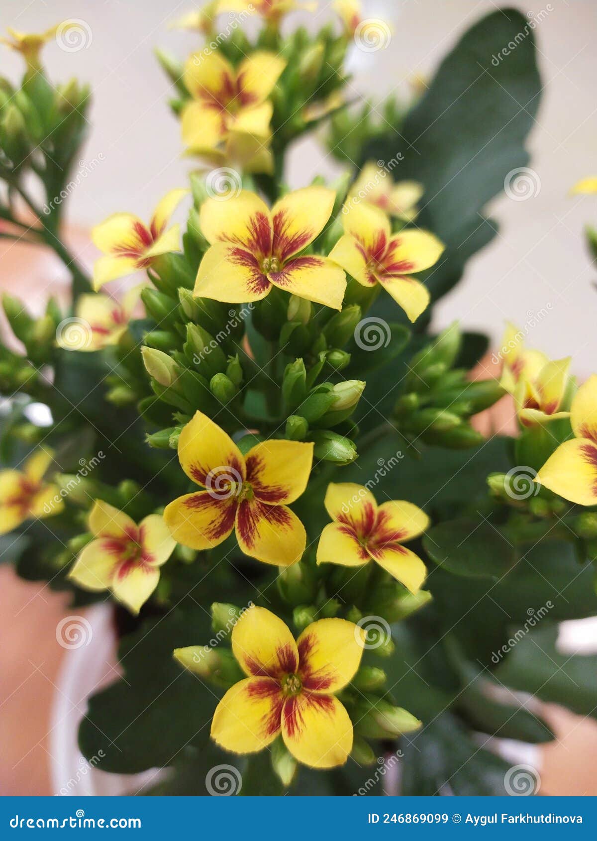 Kalanchoe yellow flowers stock image. Image of yellow 246869099