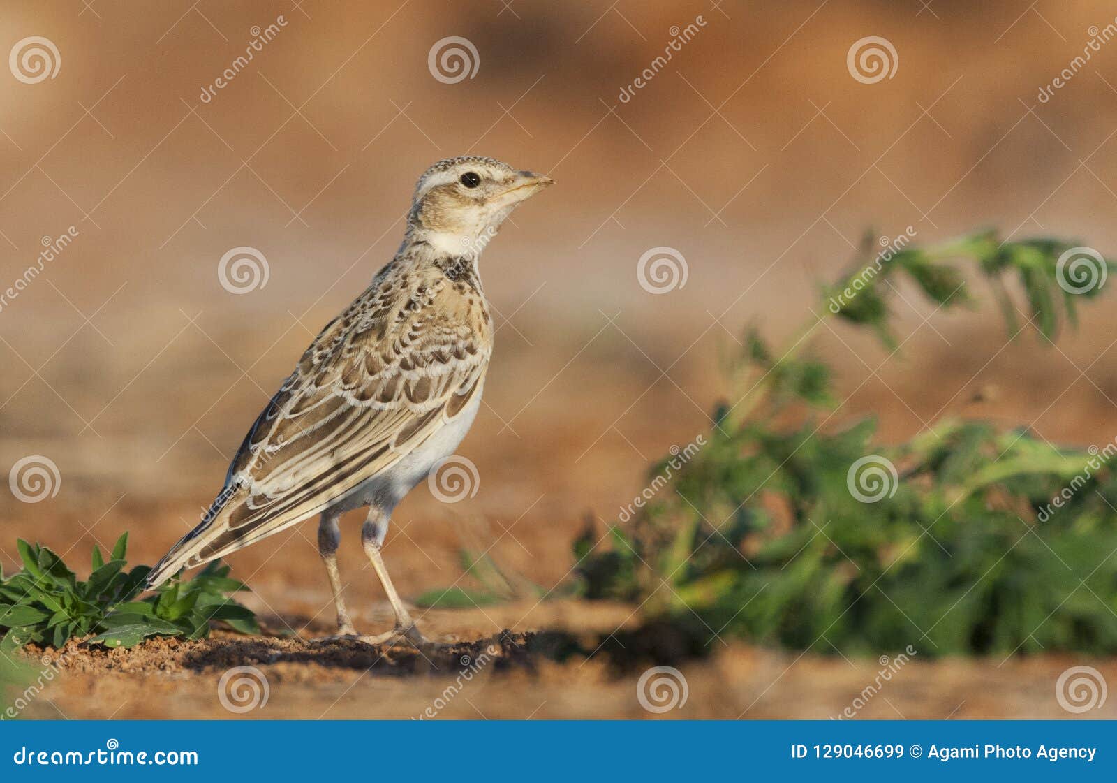 Kalanderleeuwerik, Calandra Lark, Melanocorypha Calandra Calandra Stock Image - Image Of Europa, Melanocorypha: 129046699