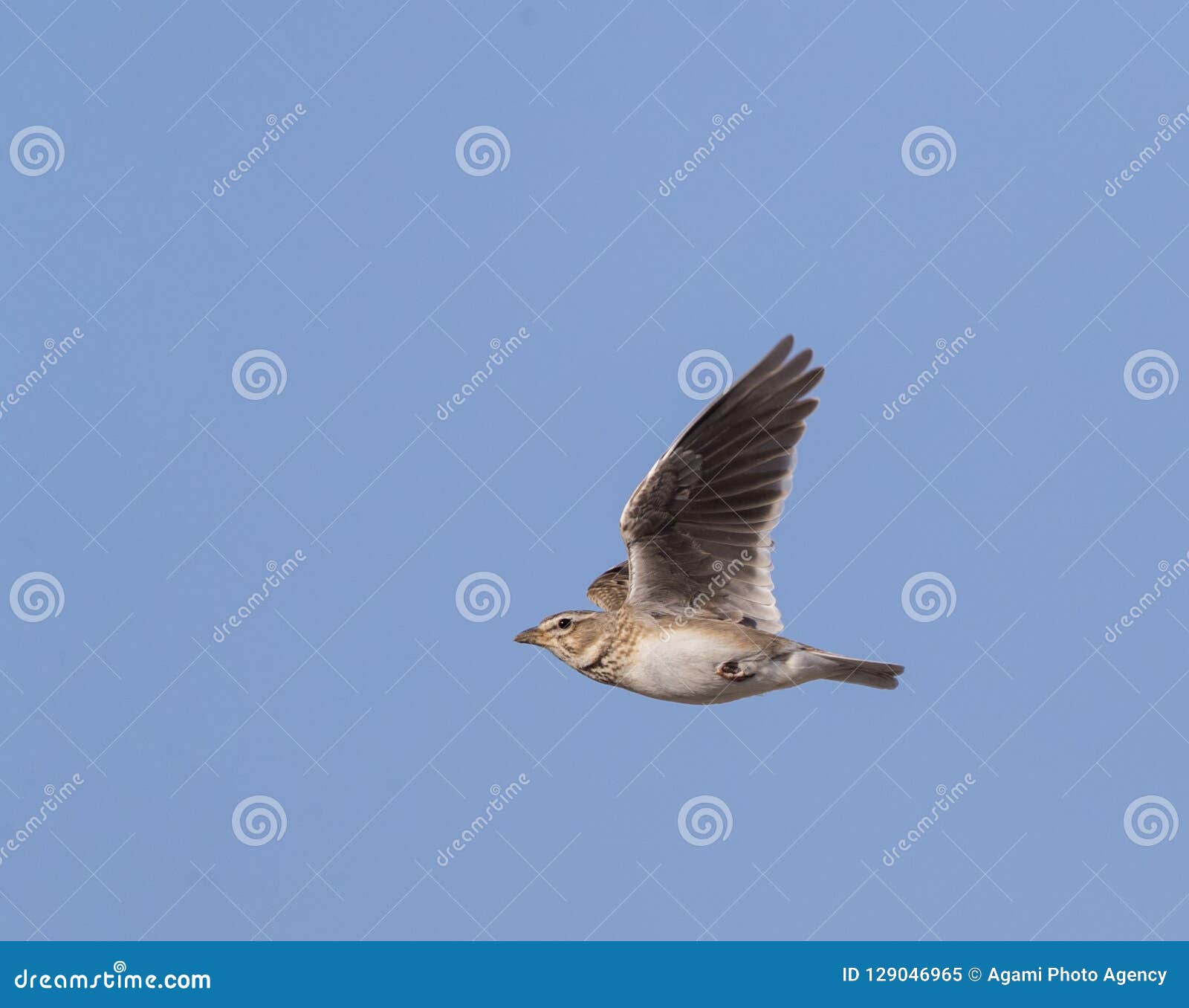 Kalanderleeuwerik, Calandra Lark, Melanocorypha Calandra Calandra Stock  Image - Image Of Vogel, Ondersoort: 129046965