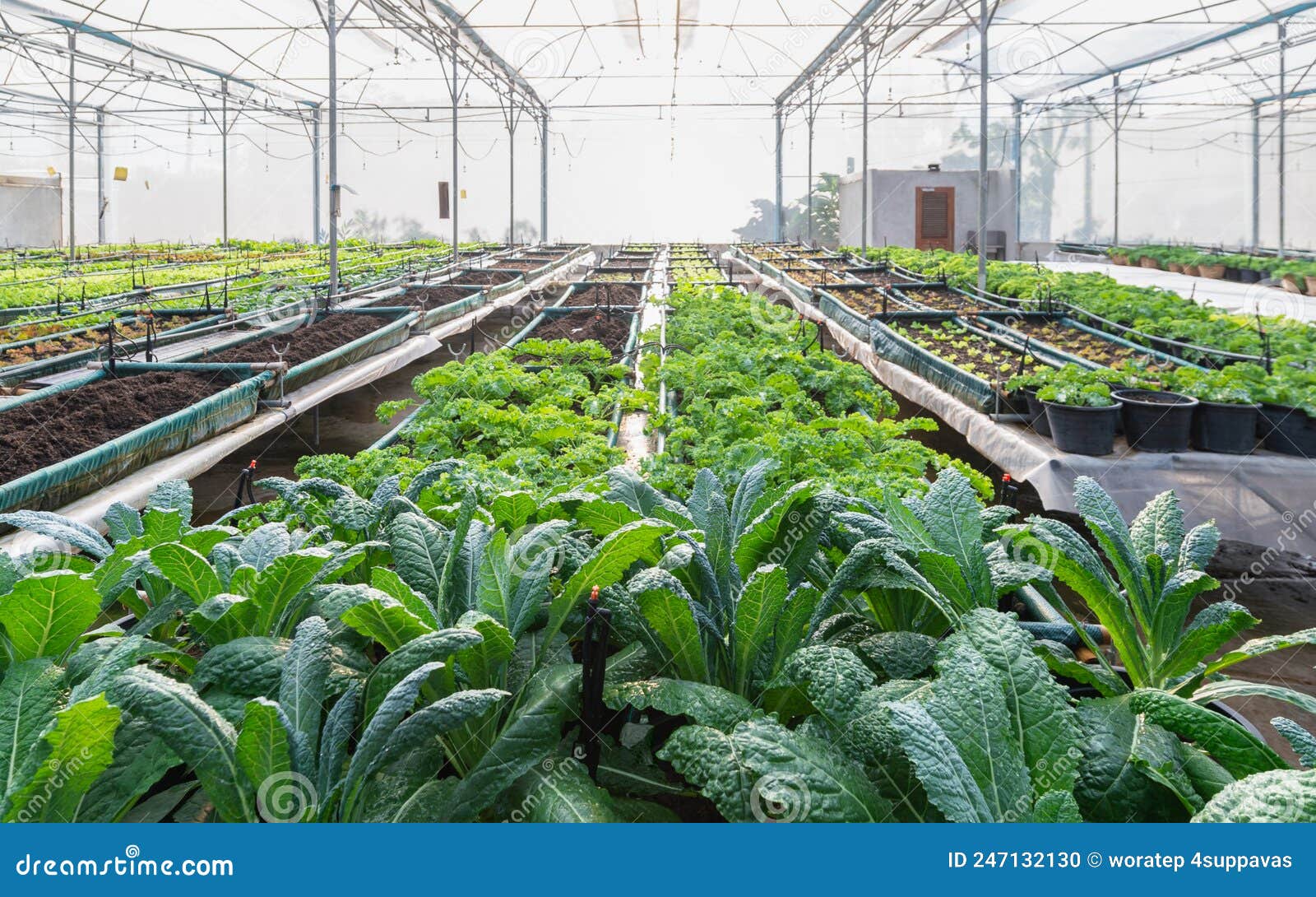 Kale and Assorted Lettuce in the Greenhouse Organic Stock Photo Image of growth, farming