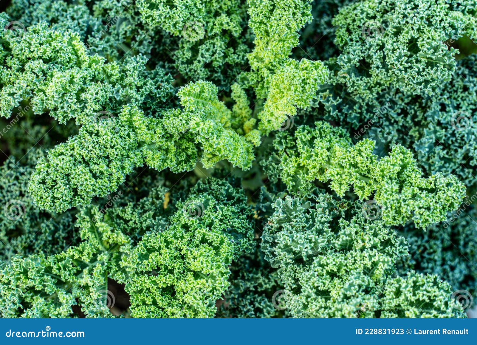 Kale Cabbage Growing in the Garden Stock Image Image of kale, foliage