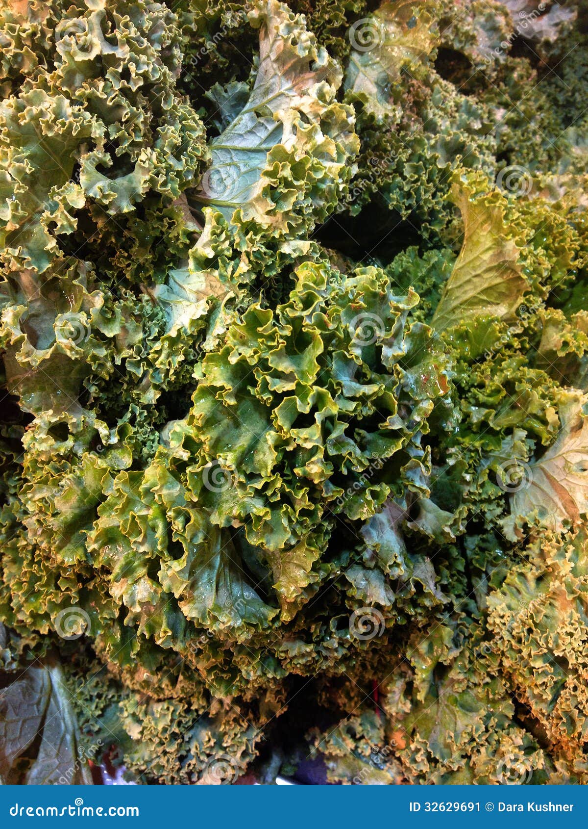 Kale Leaves stock image. Image of growth, bunch, ingredient 32629691