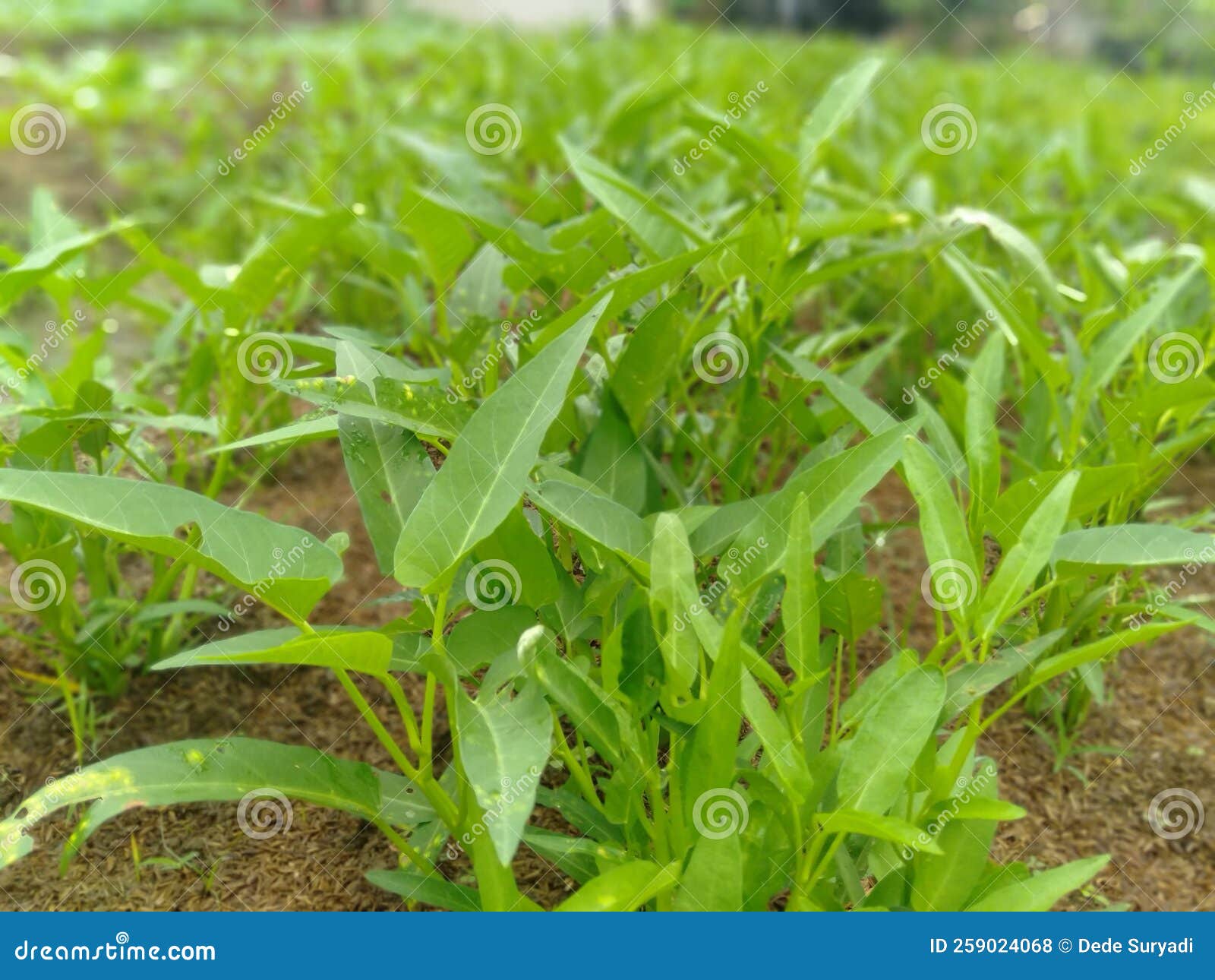 Kale Plants with Perfect Fertilization, in the Yard of the House Stock