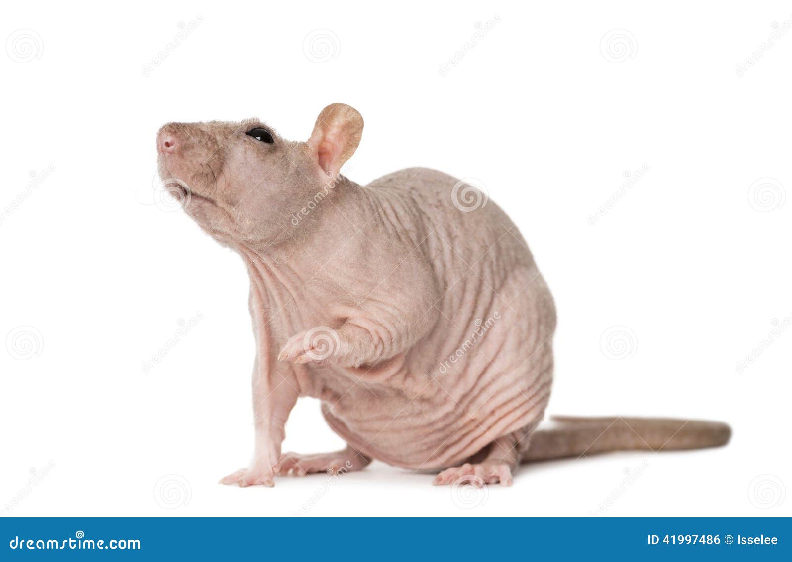 Kale rat stock foto. Image of achtergrond, niemand, schot 41997486