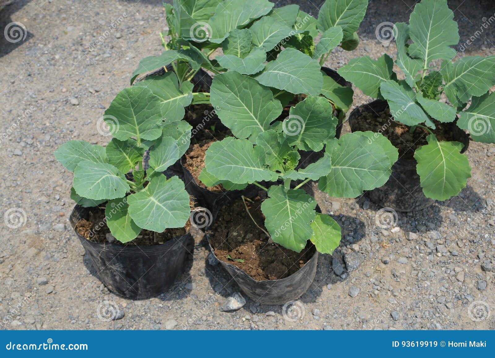 Kale seedlings stock image. Image of food, organic, farm 93619919