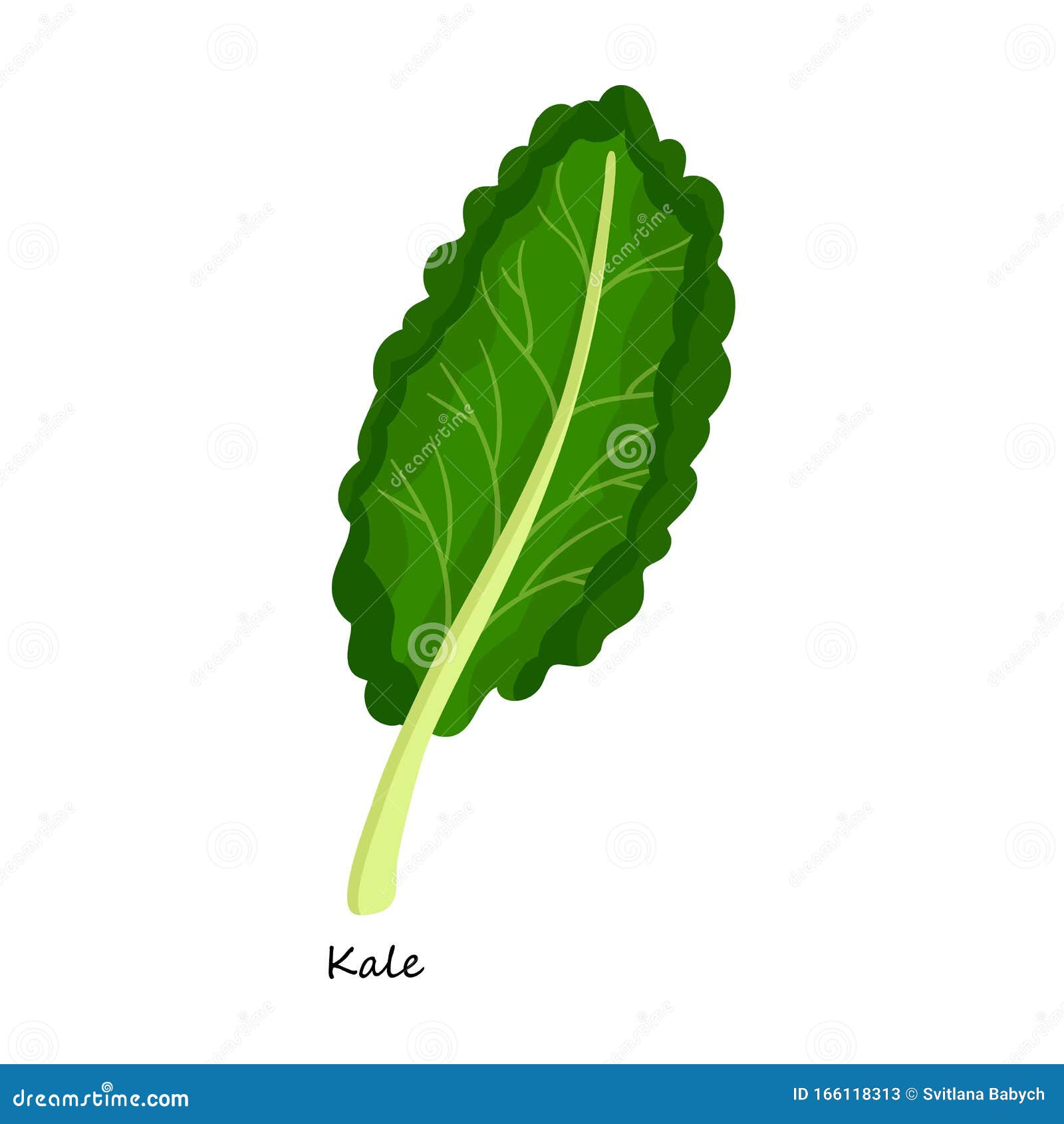 Kale Vector Icon.Cartoon Vector Icon Isolated on White Background Kale