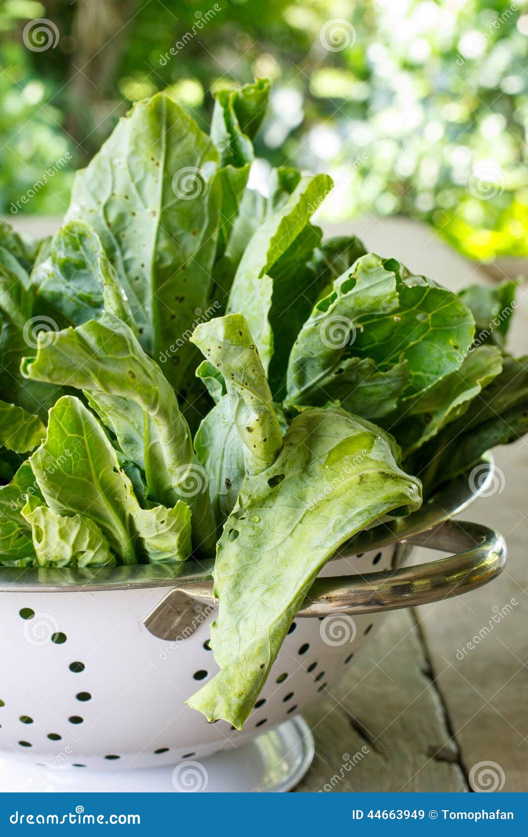 Kale Vegetable (Chinese Broccoli ) Stock Image Image of health, field
