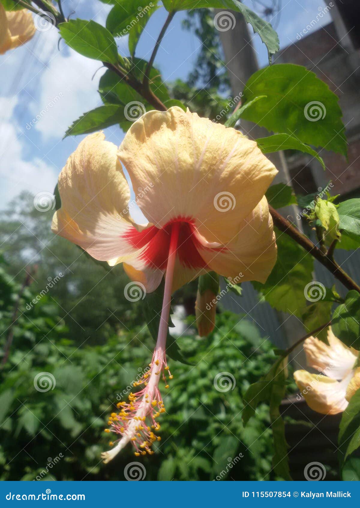 Kali of joba flower stock photo. Image of jaba, joba 115507854