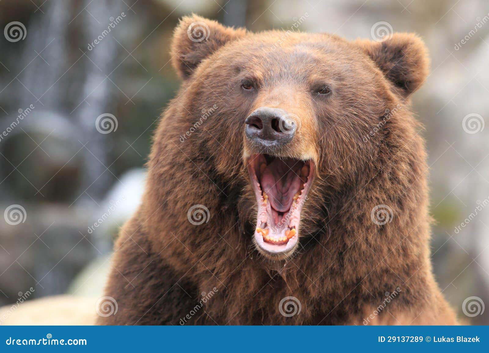 kamchatka brown bear