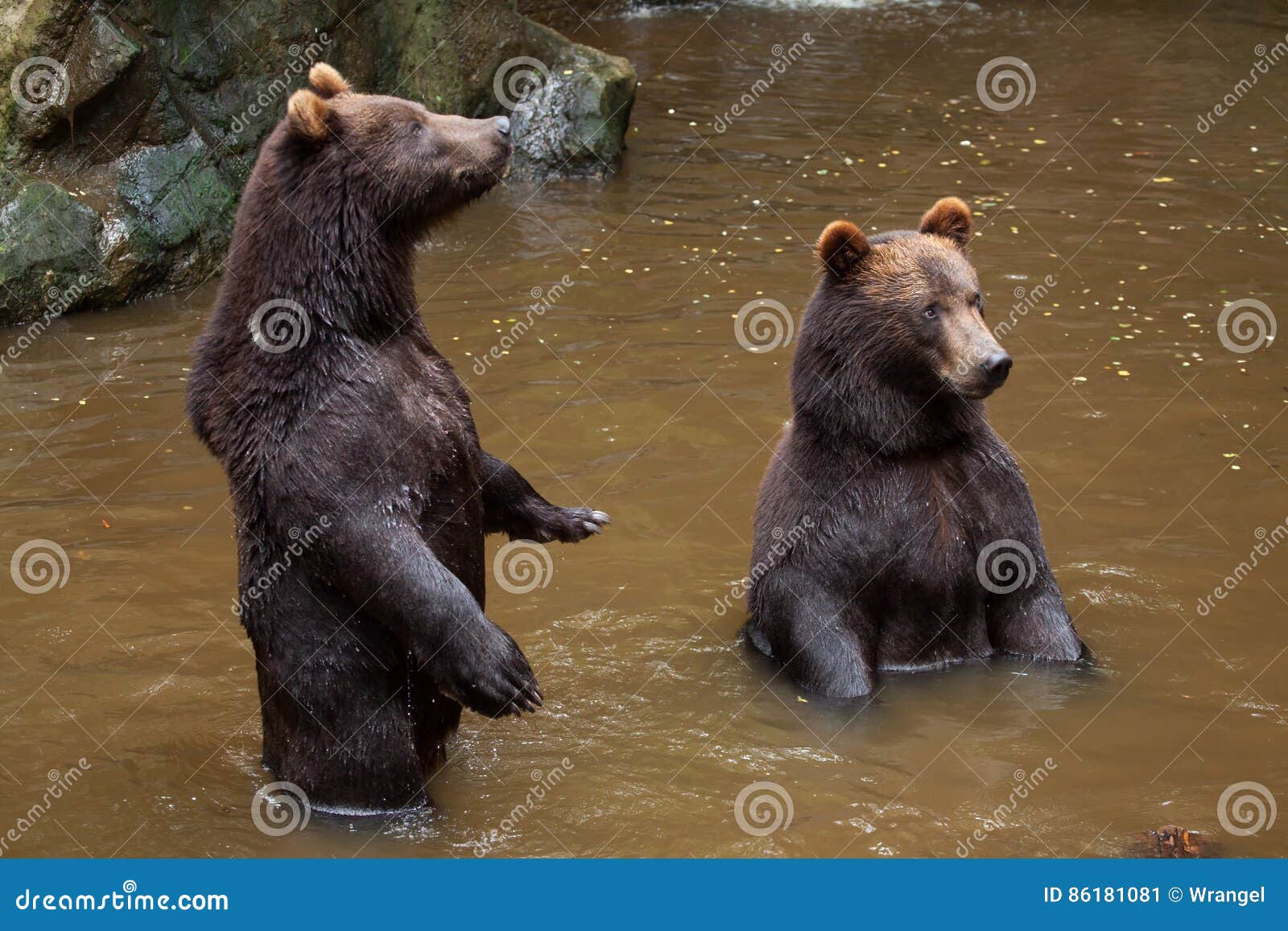 kamchatka brown bear ursus arctos beringianus