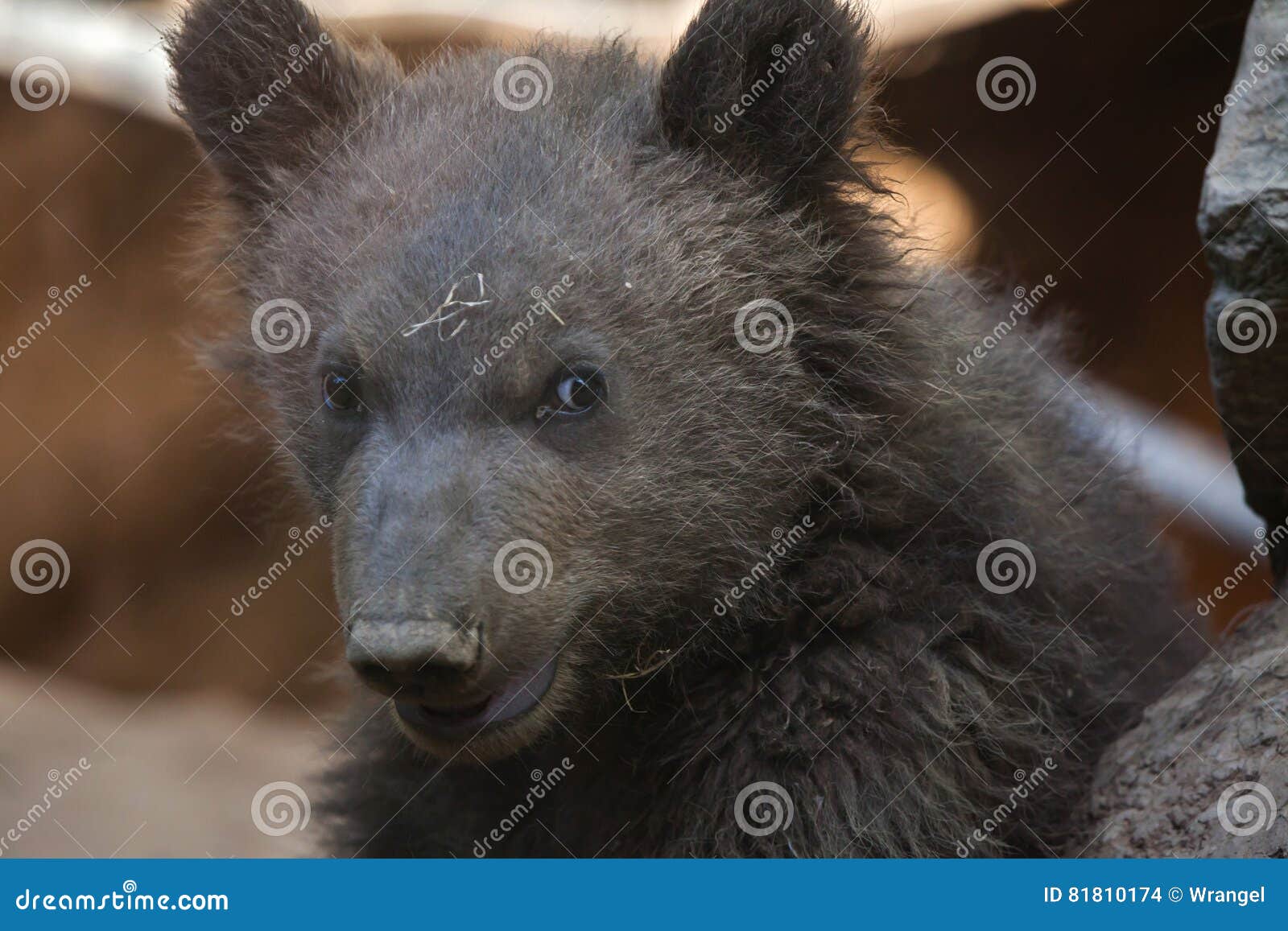kamchatka brown bear ursus arctos beringianus