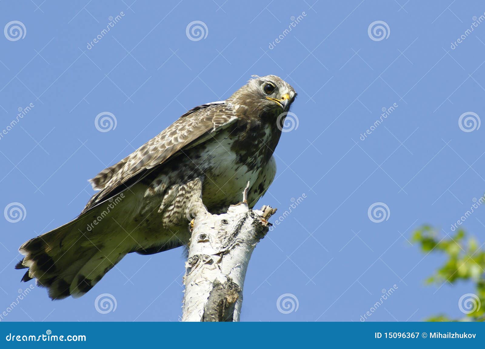 Kamchatkan Roughlegged Buzzard. Stock Image Image of predator