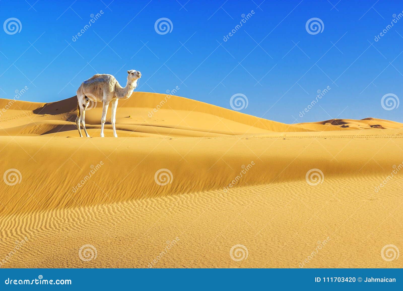 Kameel In De Woestijn Stock Foto. Image Of Landelijk - 111703420