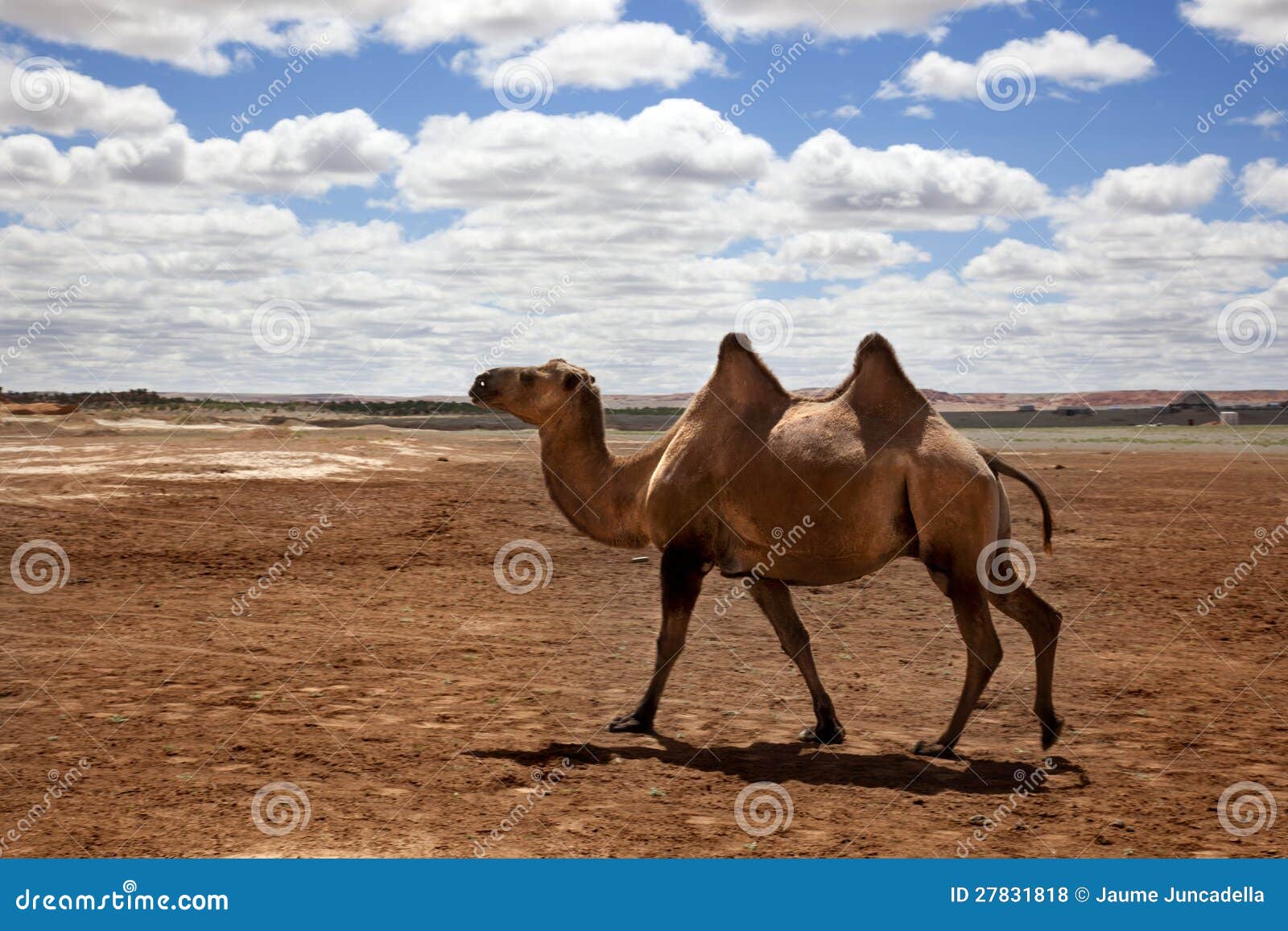 Kameel In De Woestijn Van Gobi Stock Foto - Image Of Rust, Landelijk:  27831818