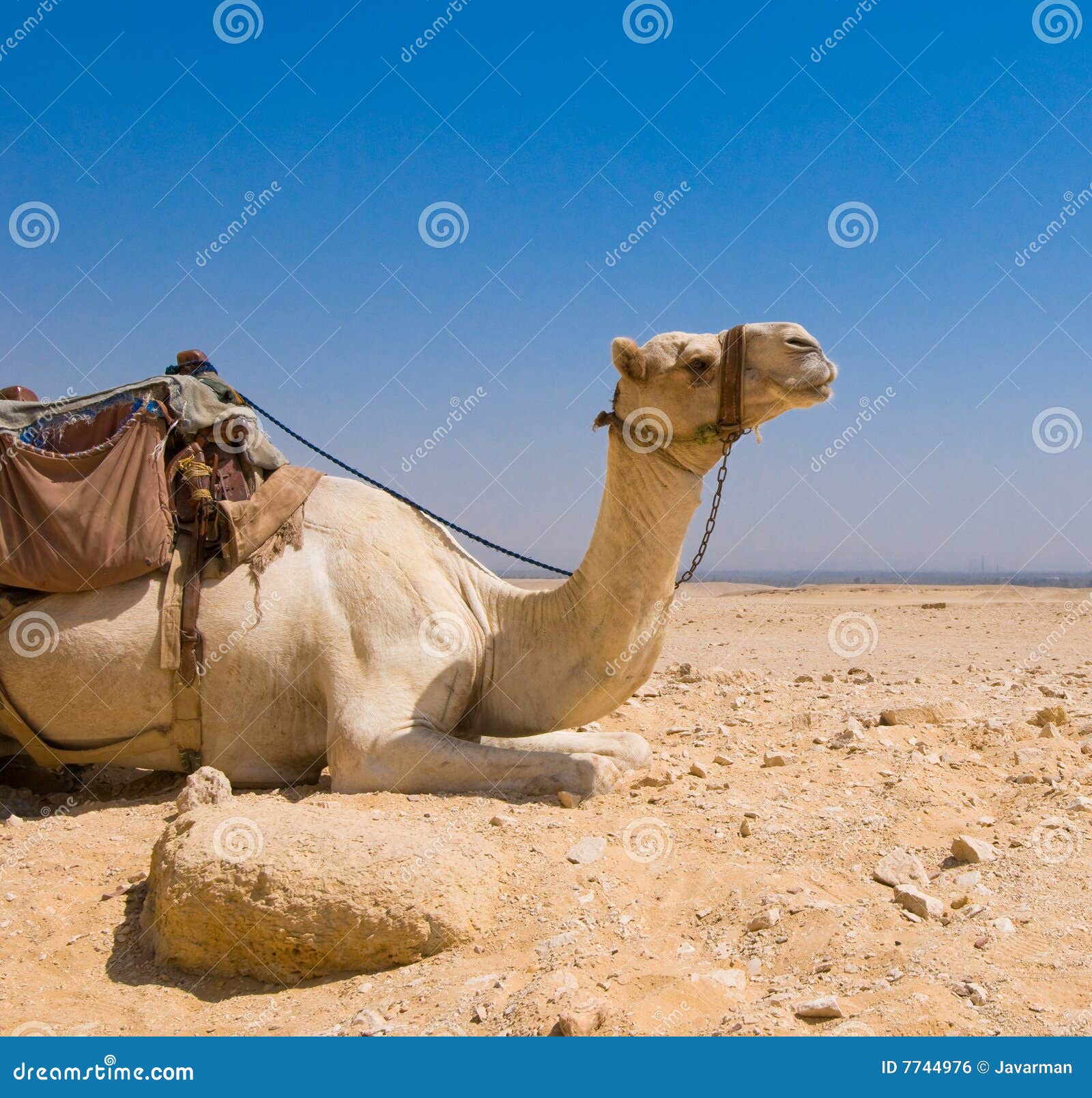 Kameel In Woestijn Stock Foto. Image Of Zitting, Sahara - 7744976