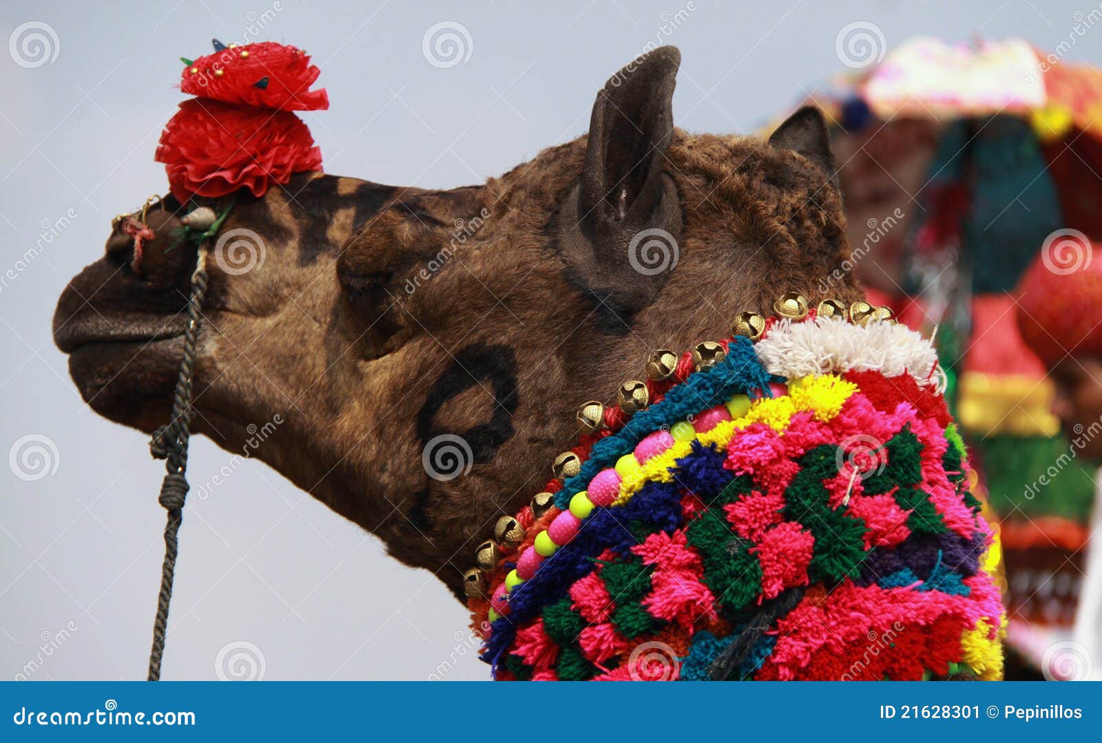 Kamel angemessen. Kamel angemessen in Pushkar, Indien. Verziertes Kamel, zum an einem Kamel an der indischen Wüste ehrlich teilzunehmen.