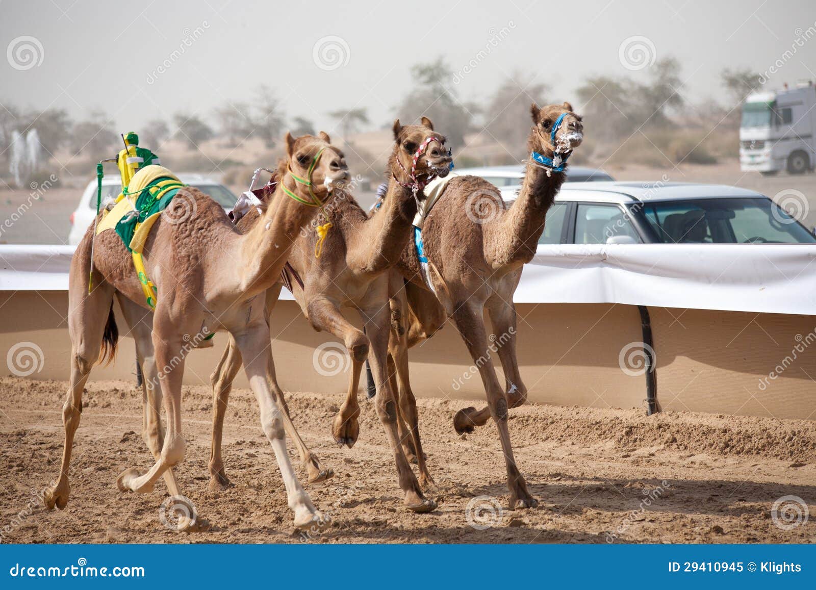 Kamel-Rennen. Das Kamellaufen ist ein populärer Sport in Pakistan, in Saudi-Arabien, in Ägypten, in Bahrain, in Jordanien, in Qatar, in Arabische Emirate, in Oman, in Australien und in Mongolei. Das Berufskamellaufen, wie Pferderennen, ist ein Ereignis für das Wetten und Touristenattraktion. Kamele können an laufen beschleunigt zu 65 km/h (18 m/s; 40 MPH) kurz gesagt sprintet und sie können eine Drehzahl von 40 km/h beibehalten (11 m/s; 25 MPH) eine Stunde lang.