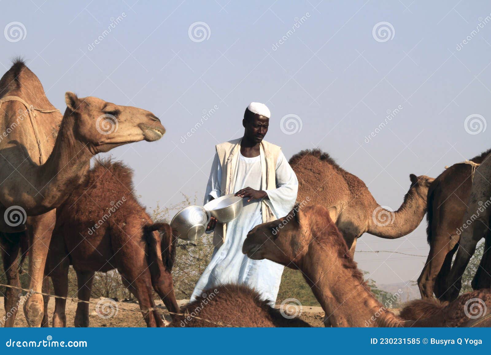 Kamelmilch-Verkäufer Mit Kamelen 1 Redaktionelles Bild - Bild von