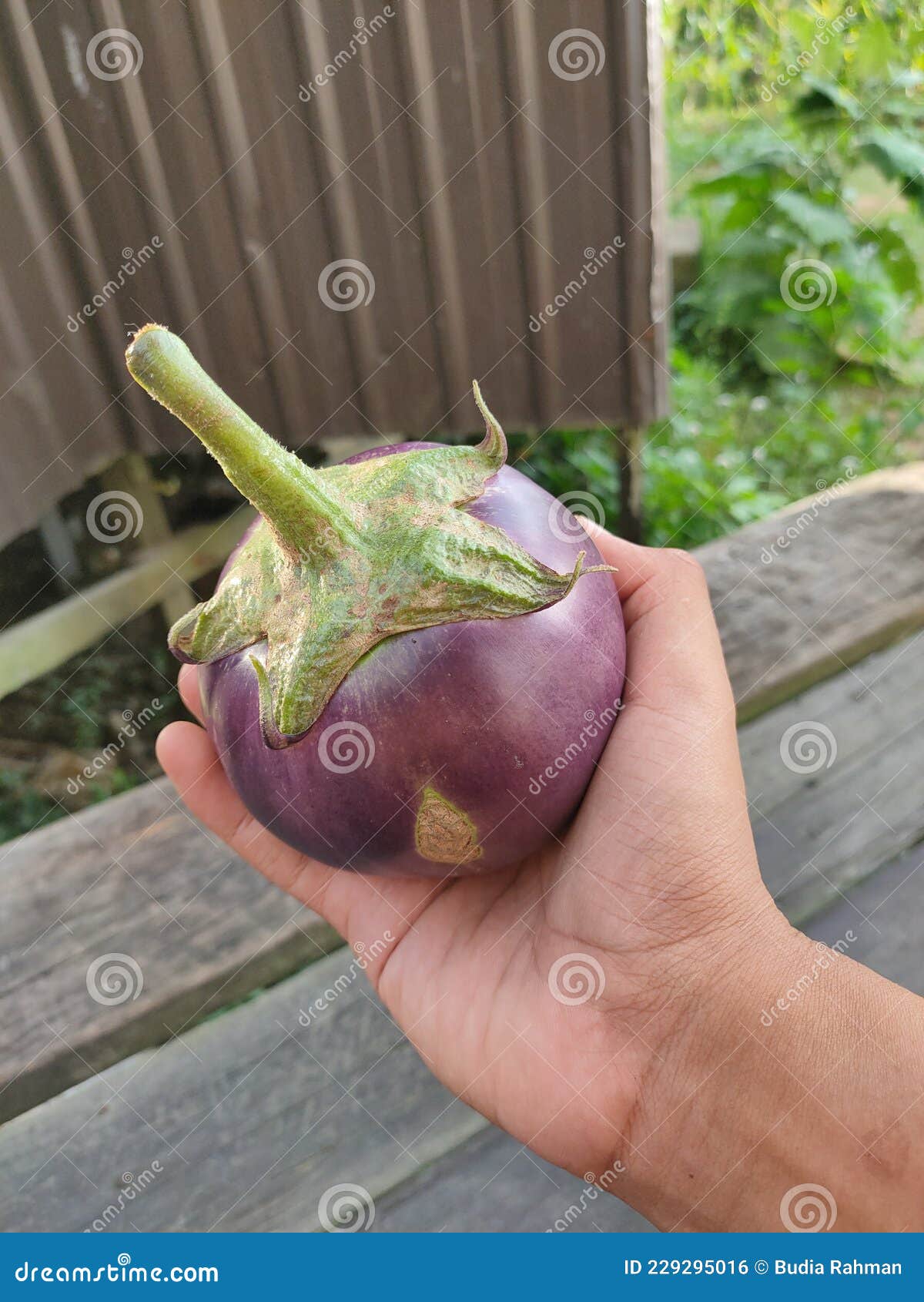 Kamo Nasu No Dengaku, Baked Japanese Eggplant With Miso Paste Royalty