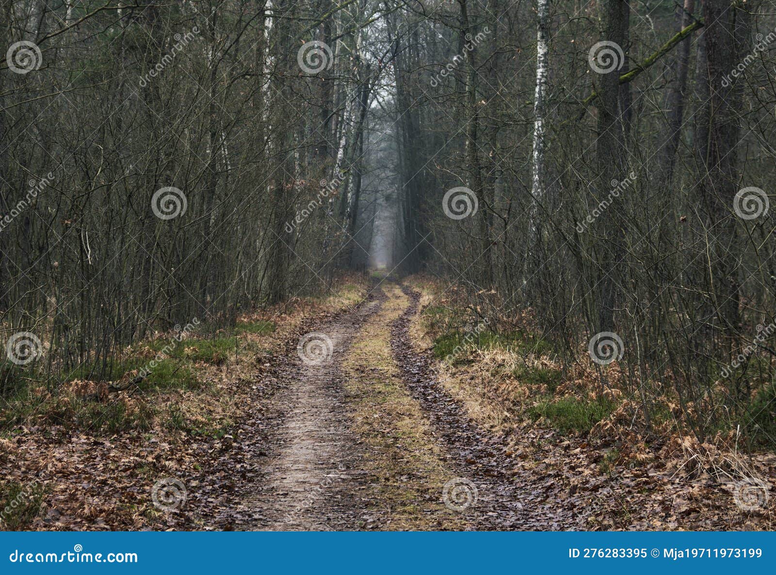 kampinos national park, near the village of truskaw, poland