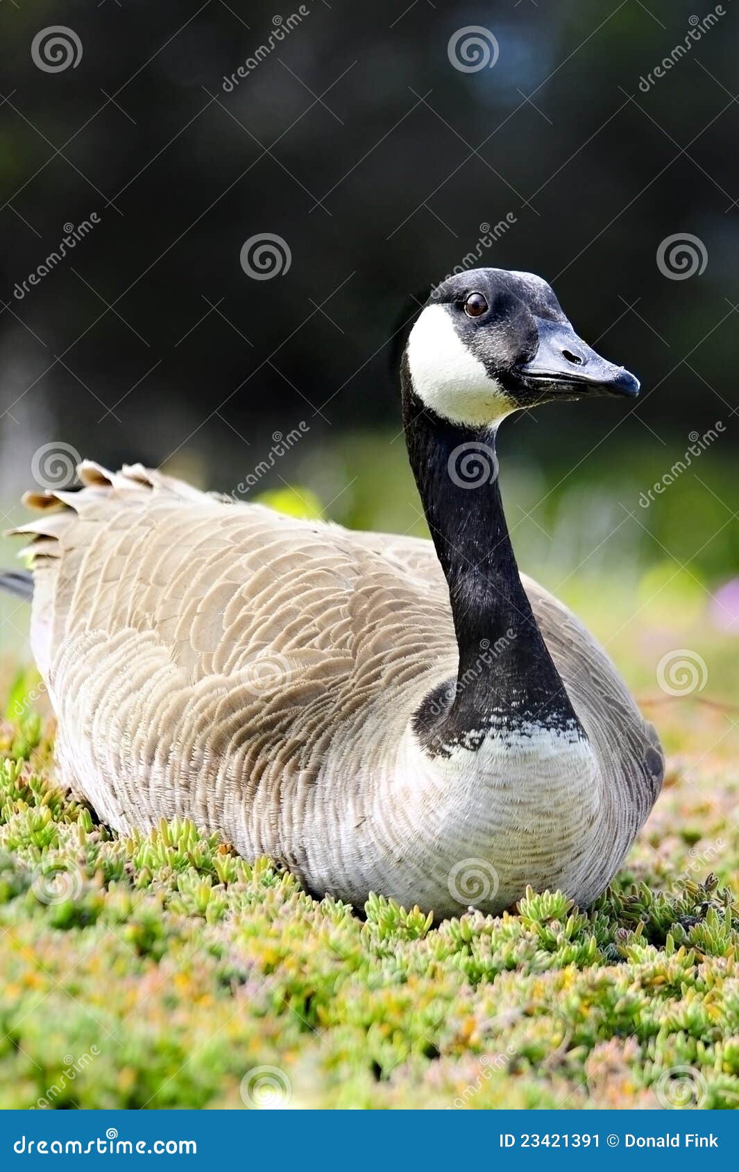 Kanadische Gans Kanadische Gans