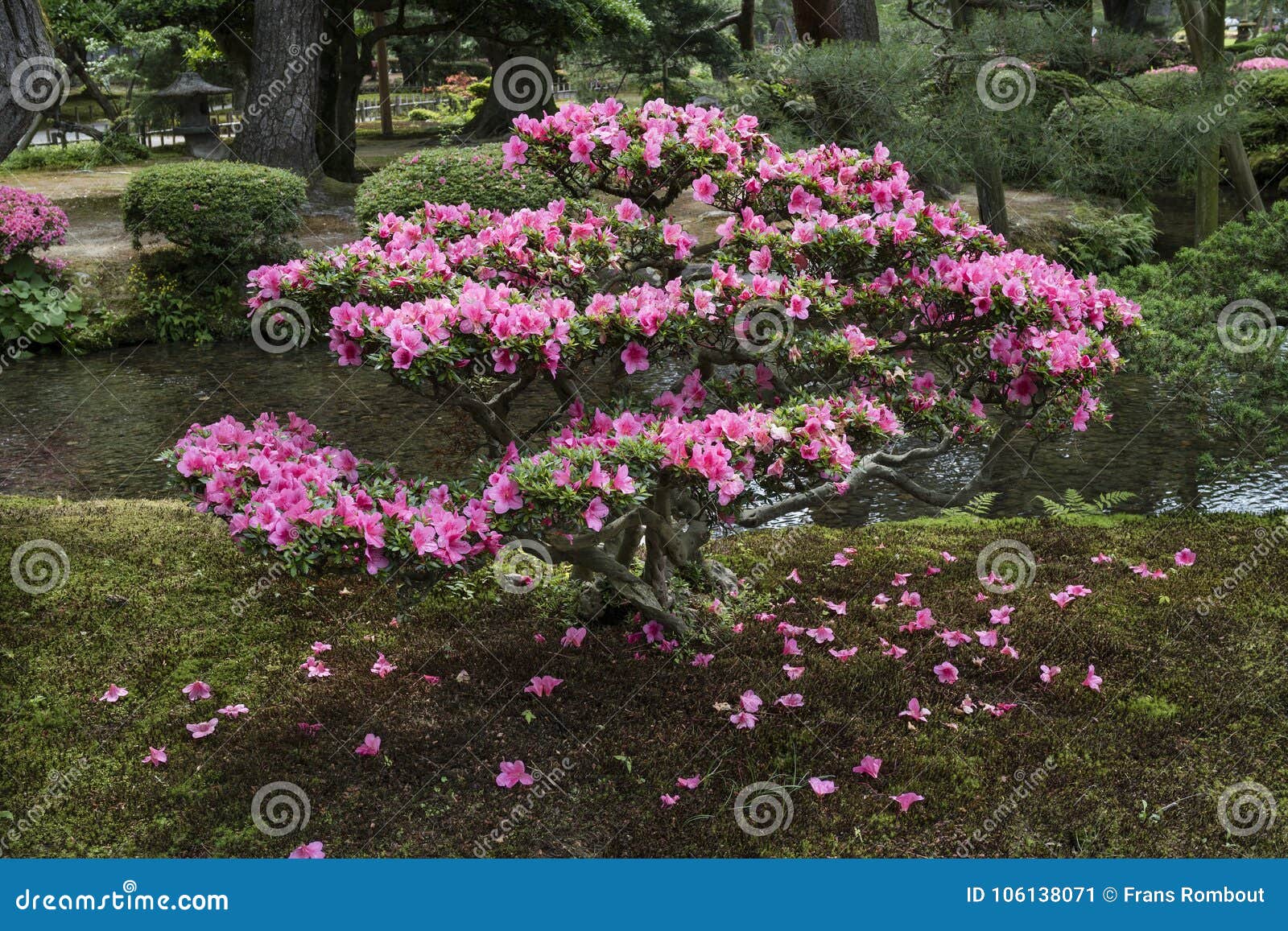 Pink Flowering Azalea Shrub in Gyokuseninmaru Garden Editorial Photo -  Image of nature, castle: 106138071