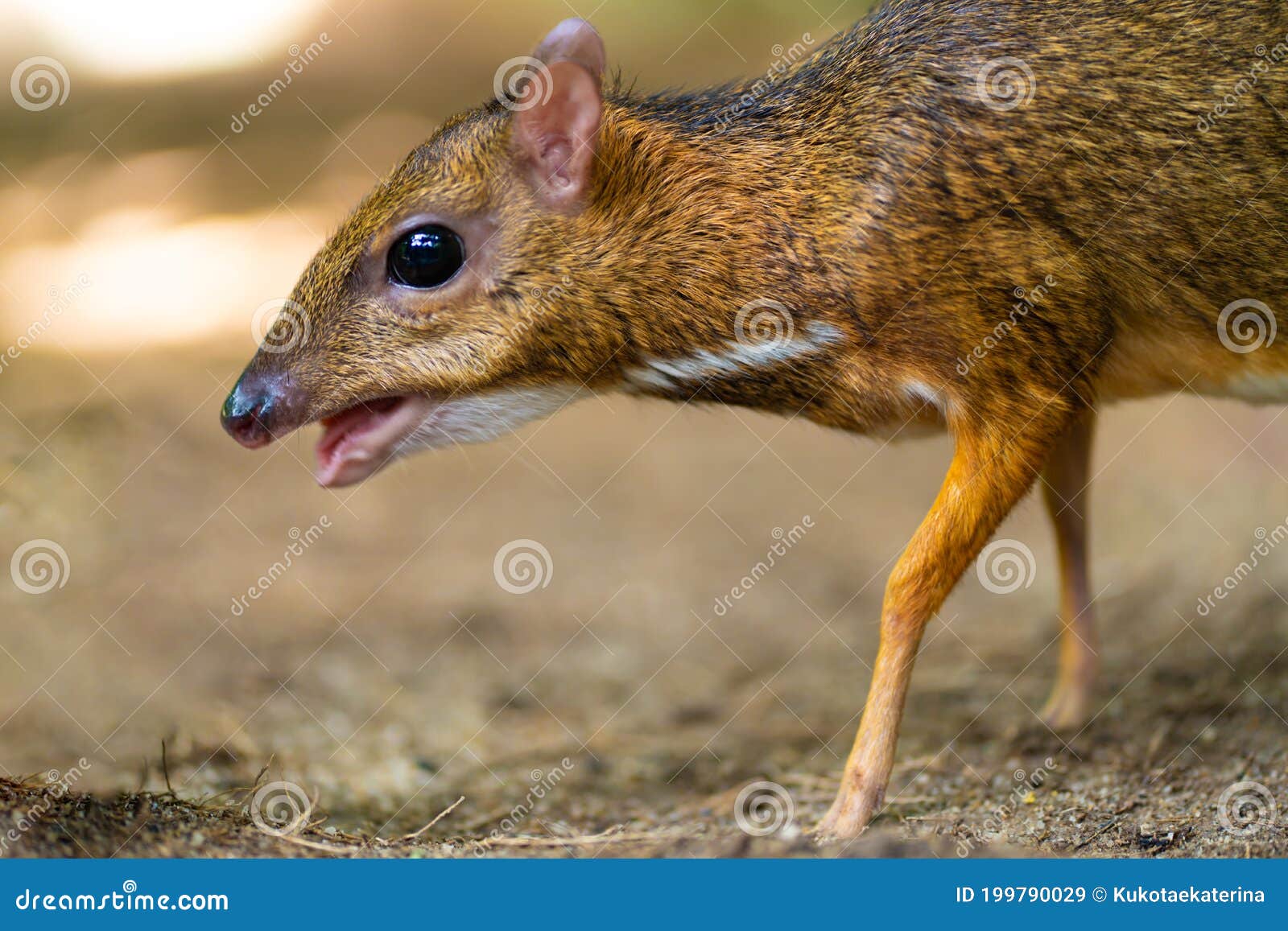 Kanchil is an Amazing Cute Baby Deer from the Tropics. the Mouse Deer is One  of the Most Unusual Animals Stock Image - Image of green, asian: 199790029