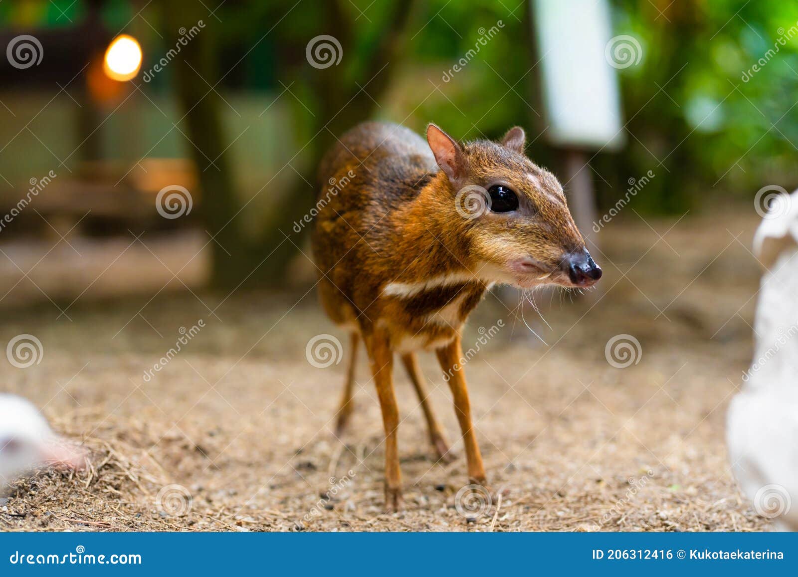 Kanchil is an Amazing Cute Baby Deer from the Tropics. the Mouse Deer is One of the Most Unusual Animals Stock Photo - Image of male, female: 206312416 Kanchil is an Amazing Cute Baby Deer from the Tropics. the Mouse Deer is One of the Most Unusual Animals Stock Photo - Image of male, female: 206312416