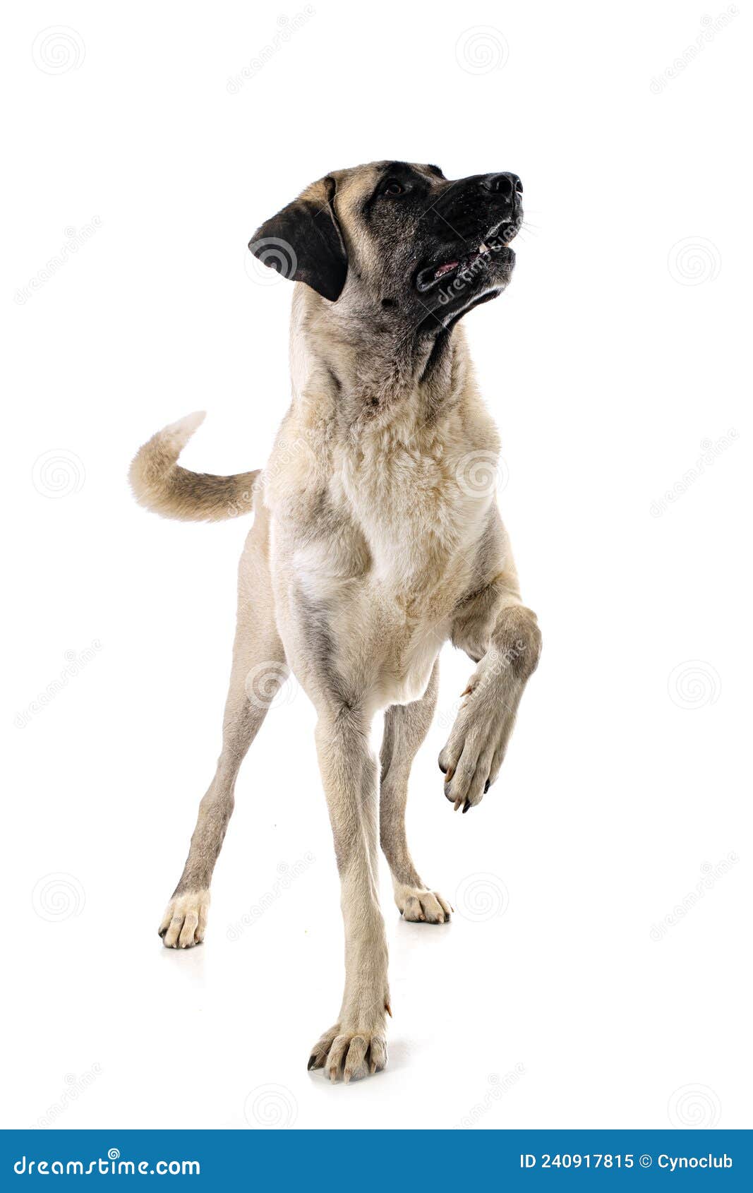 Kangal Dog Kangal Shepherd Dog Sivas Kangal Turkish Kangal